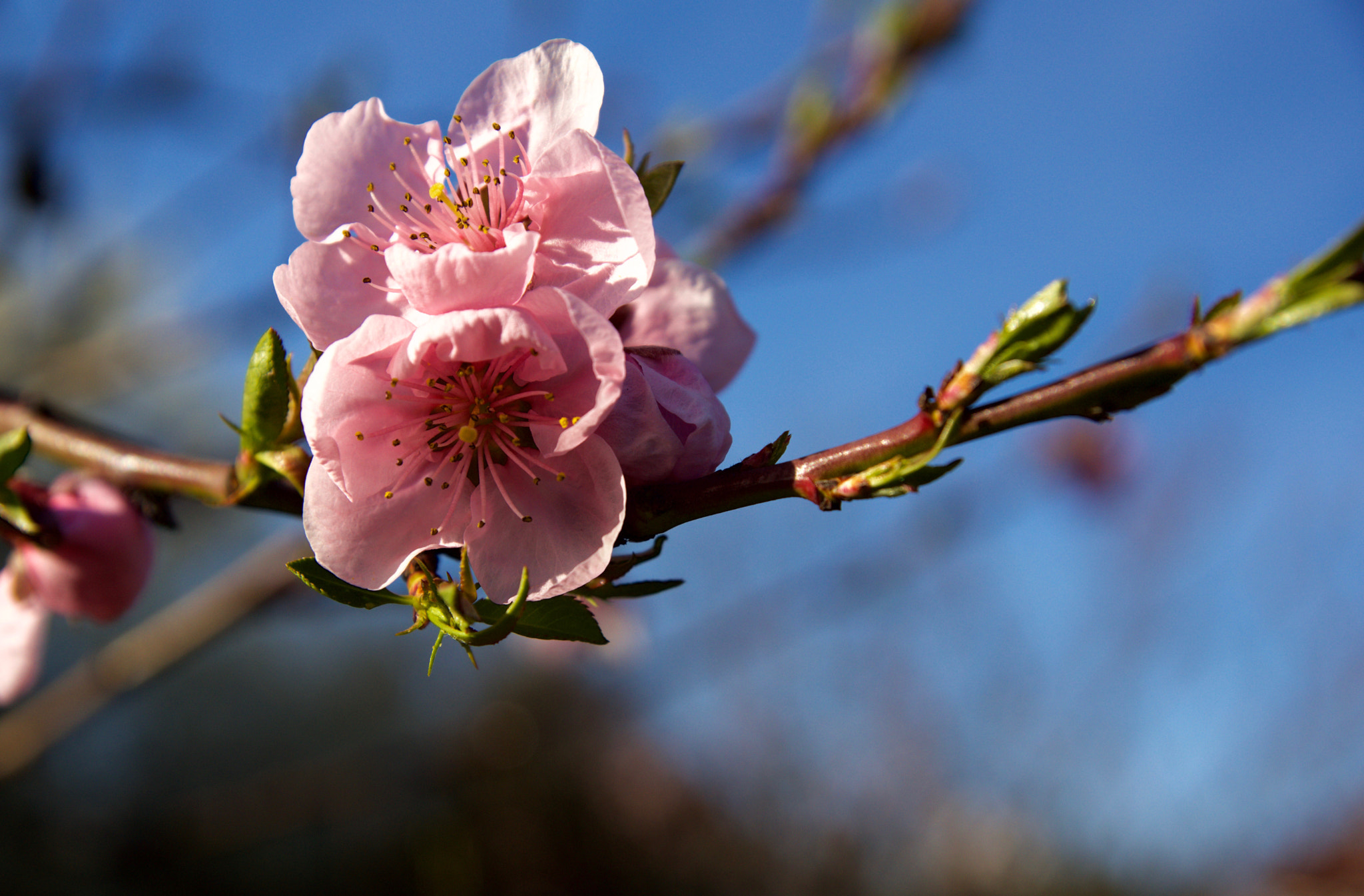 Sony SLT-A77 sample photo. Spring is back! (2) photography