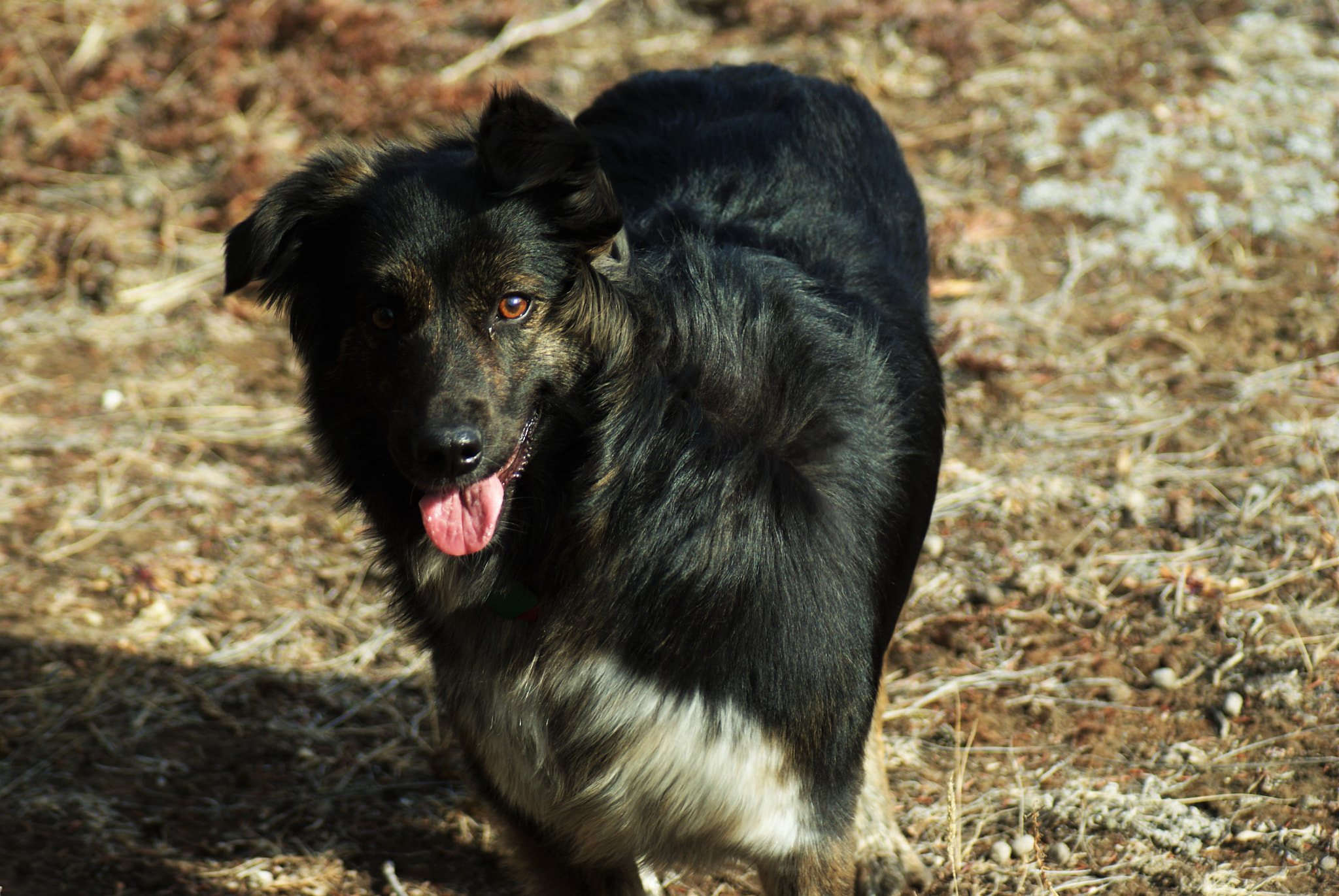 Sony Alpha DSLR-A230 + Minolta AF 70-210mm F4.5-5.6 [II] sample photo. Licking the wind photography