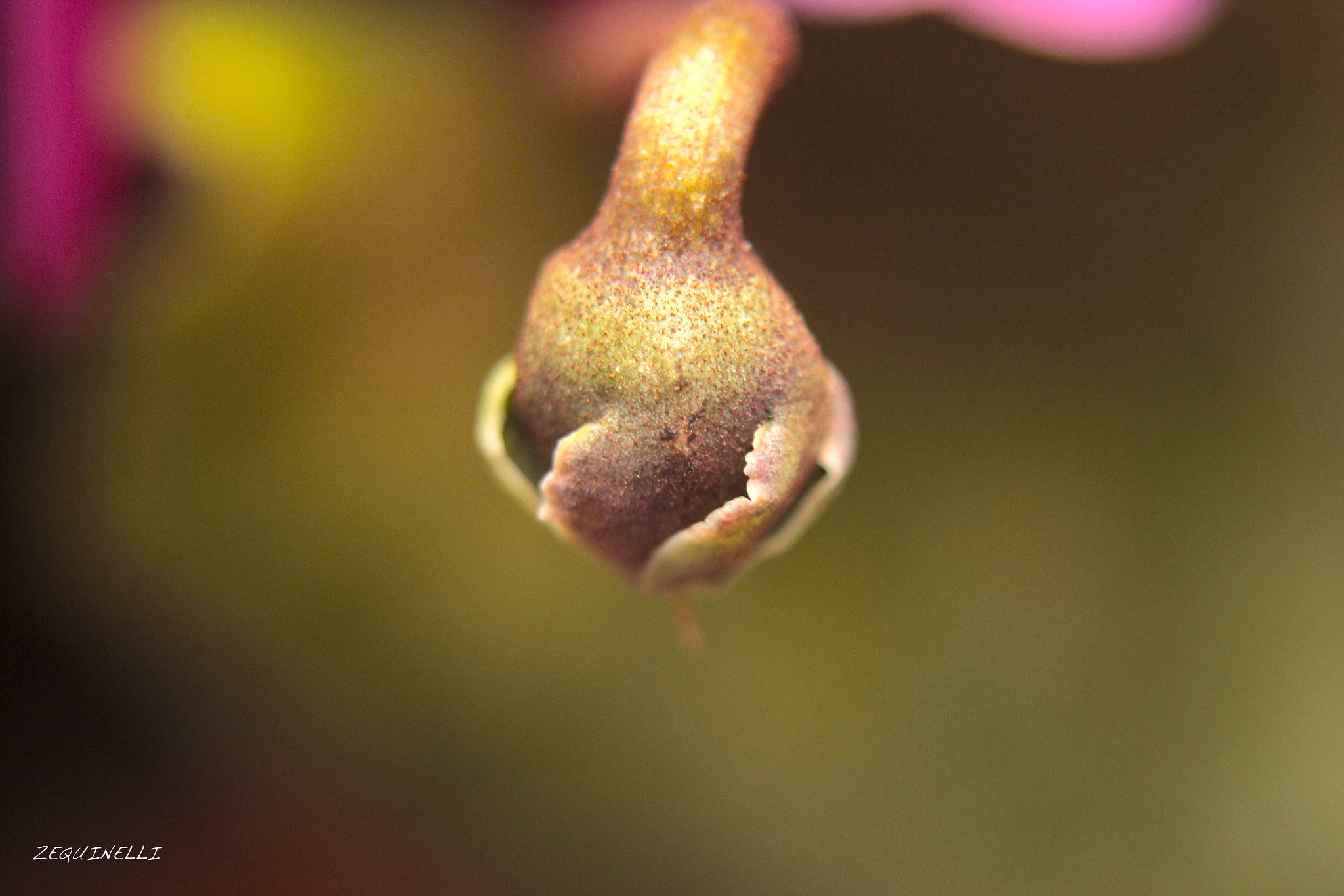 Sigma 28-80mm f/3.5-5.6 II Macro sample photo. So inside photography