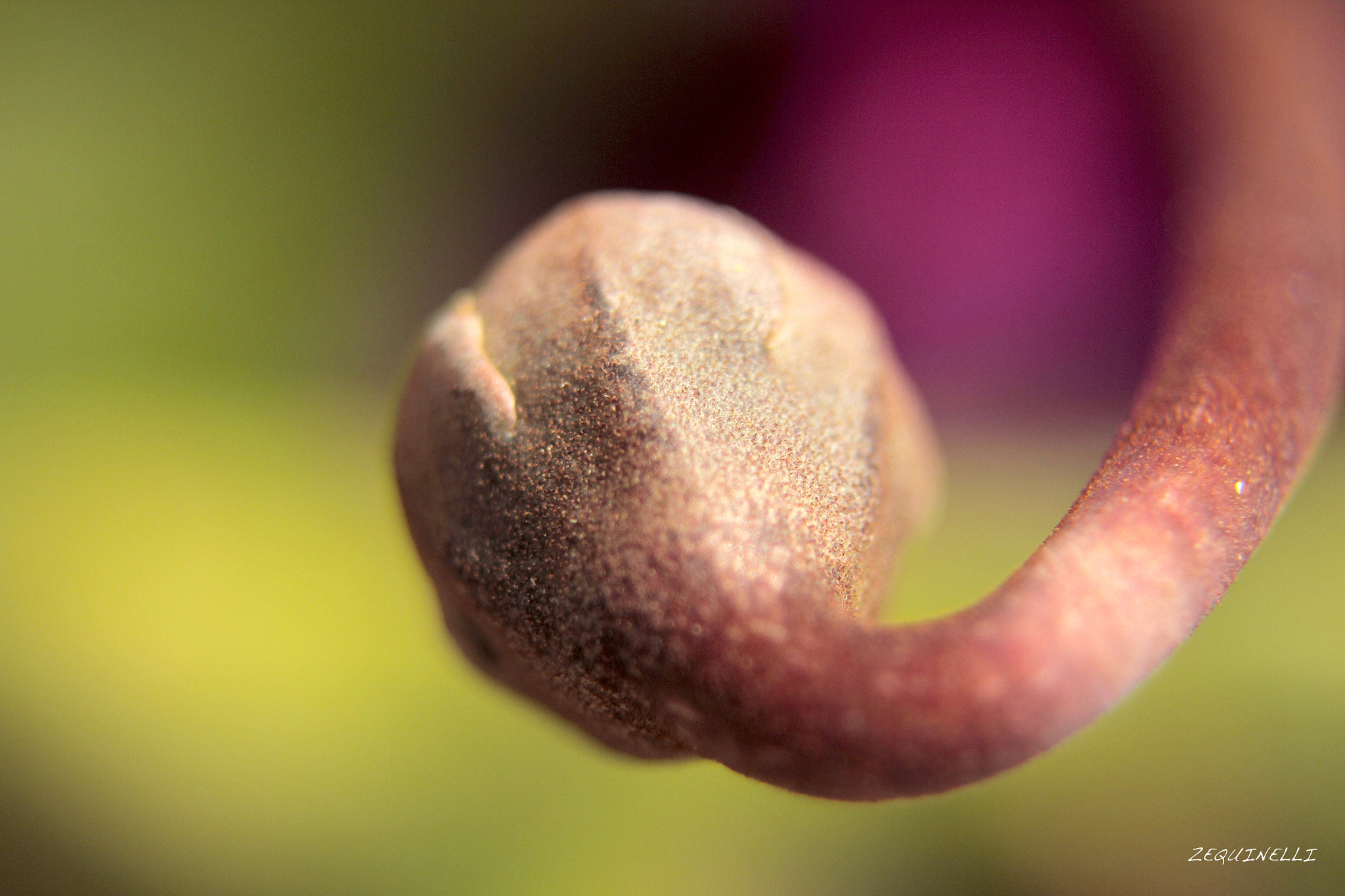 Sigma 28-80mm f/3.5-5.6 II Macro sample photo. So perfect photography