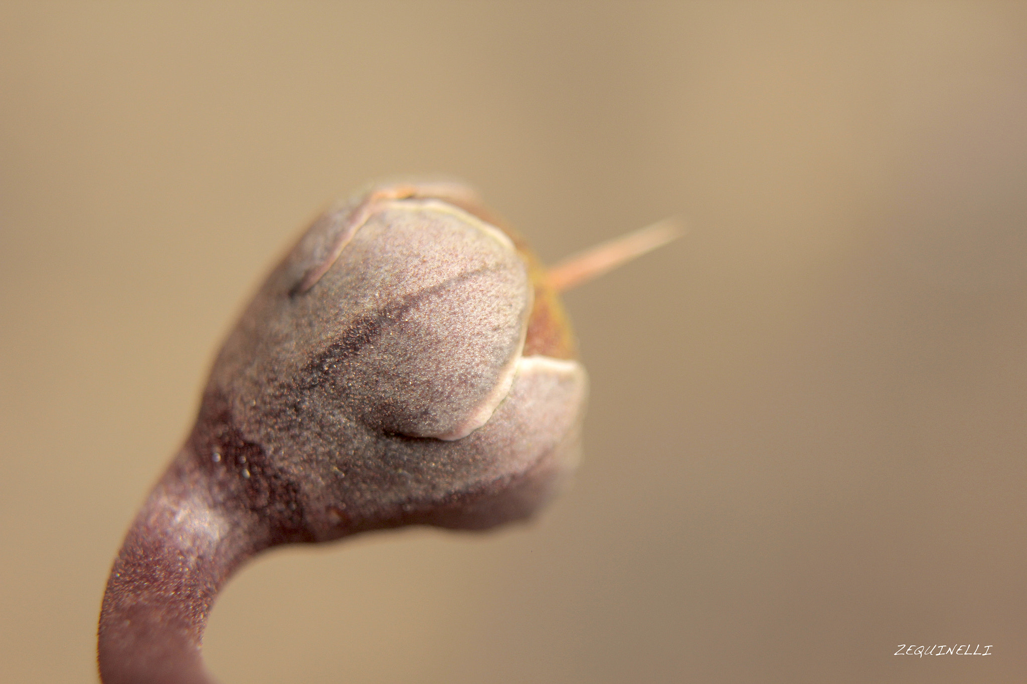 Sigma 28-80mm f/3.5-5.6 II Macro sample photo. So you photography
