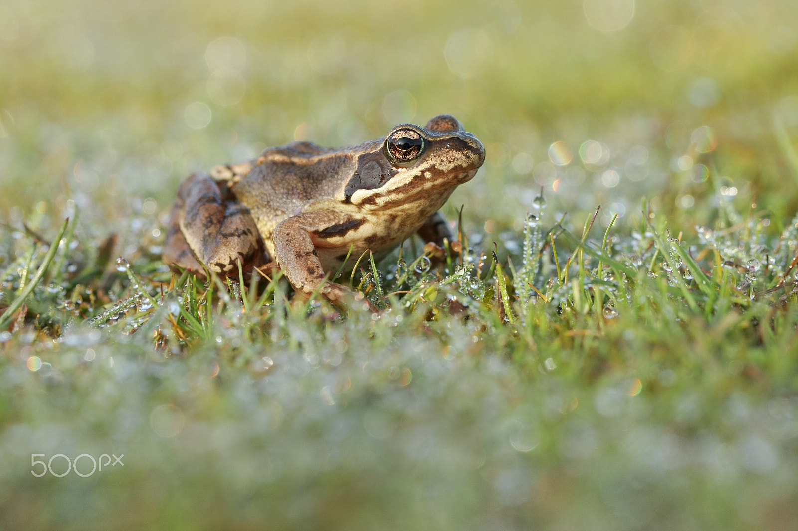 Canon EOS 40D + Canon EF 100mm F2.8L Macro IS USM sample photo. Common frog - rana temporaria photography