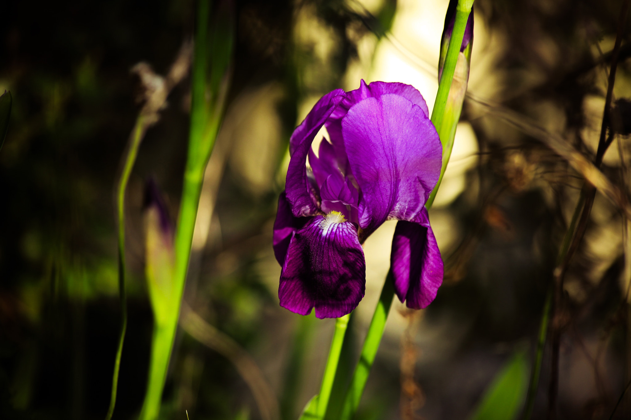 Canon EF 70-300mm F4-5.6 IS USM sample photo. Flower photography