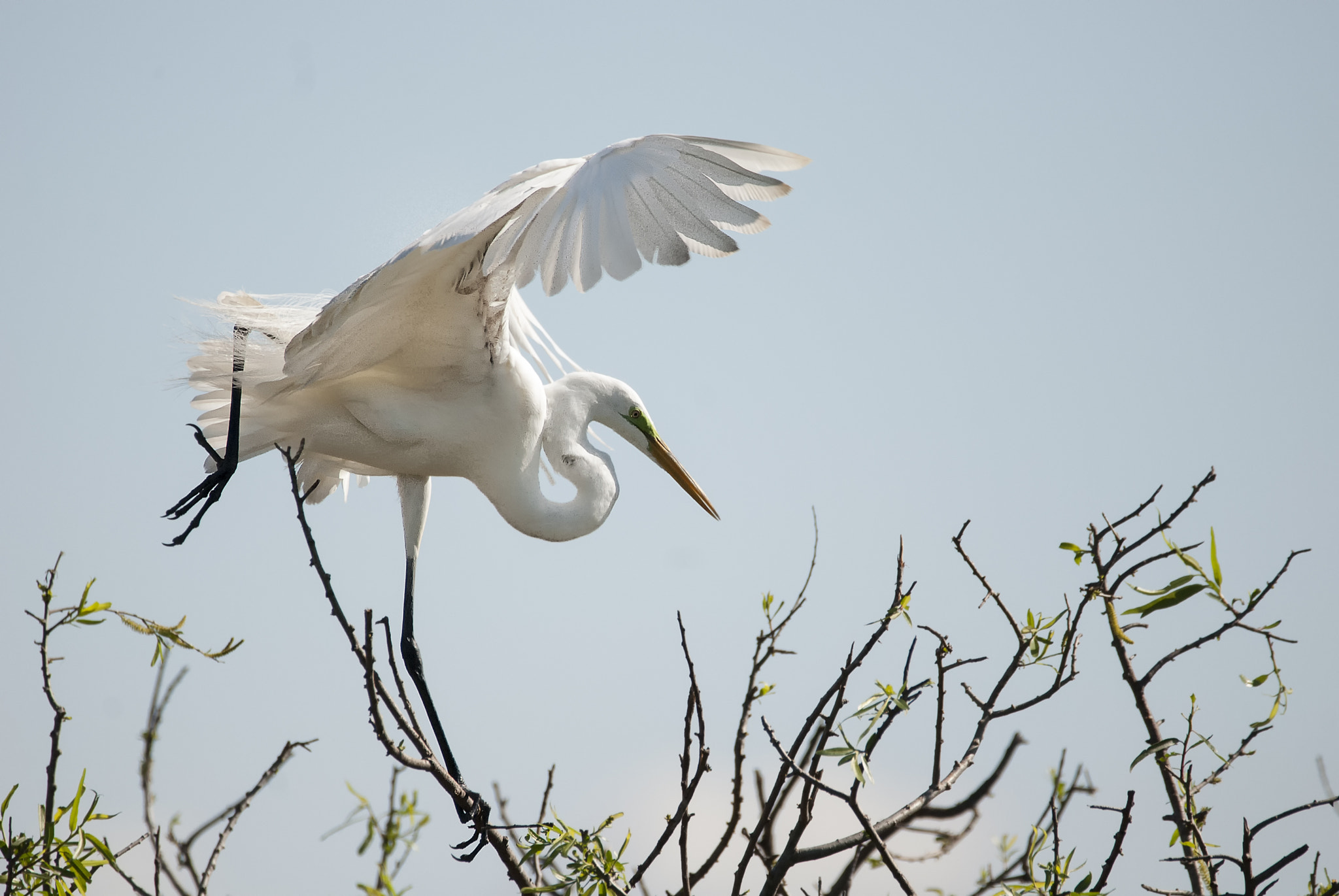 Sigma 150-600mm F5-6.3 DG OS HSM | C sample photo. Walking on branches photography