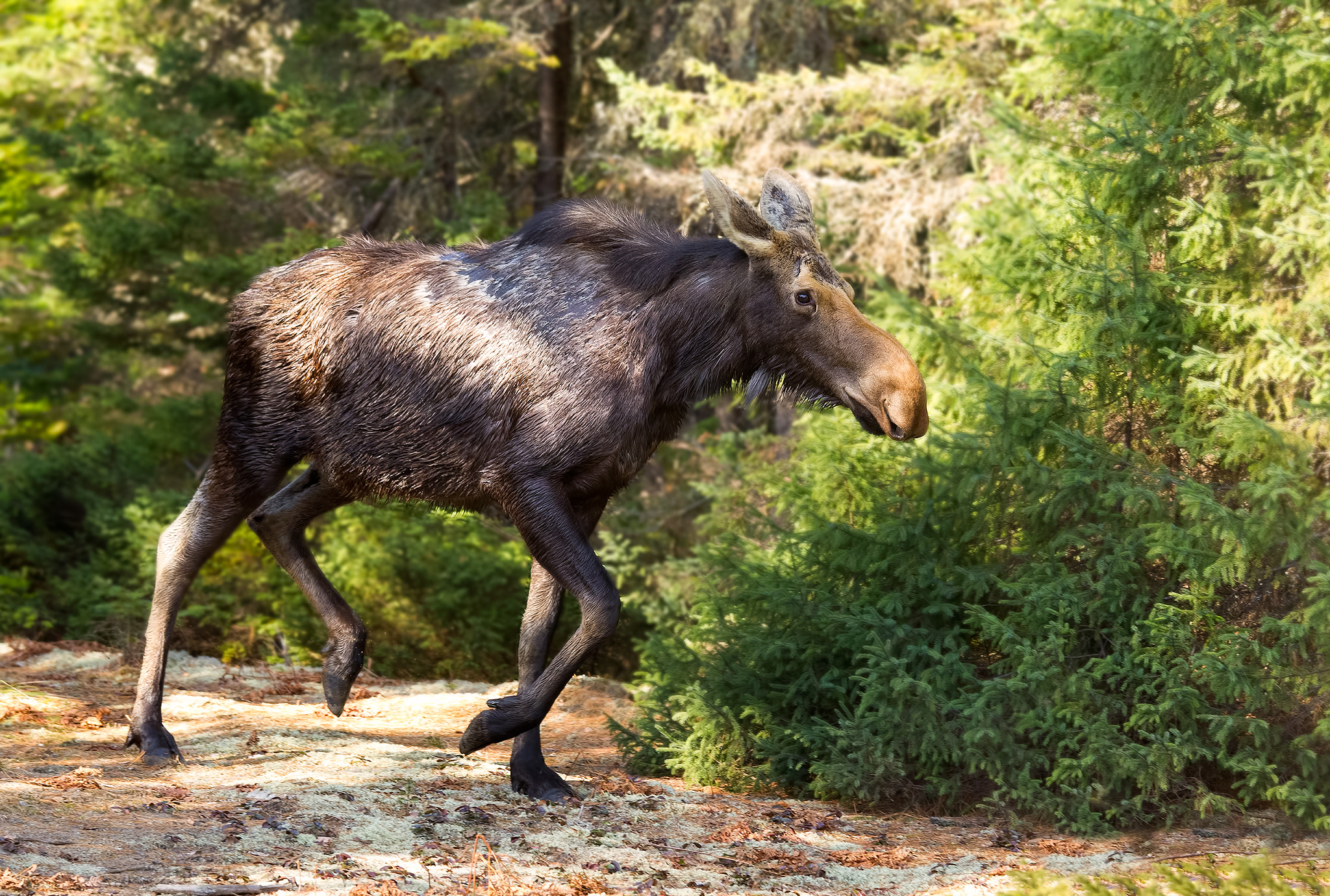 Canon EOS-1D Mark IV sample photo. Moose photography