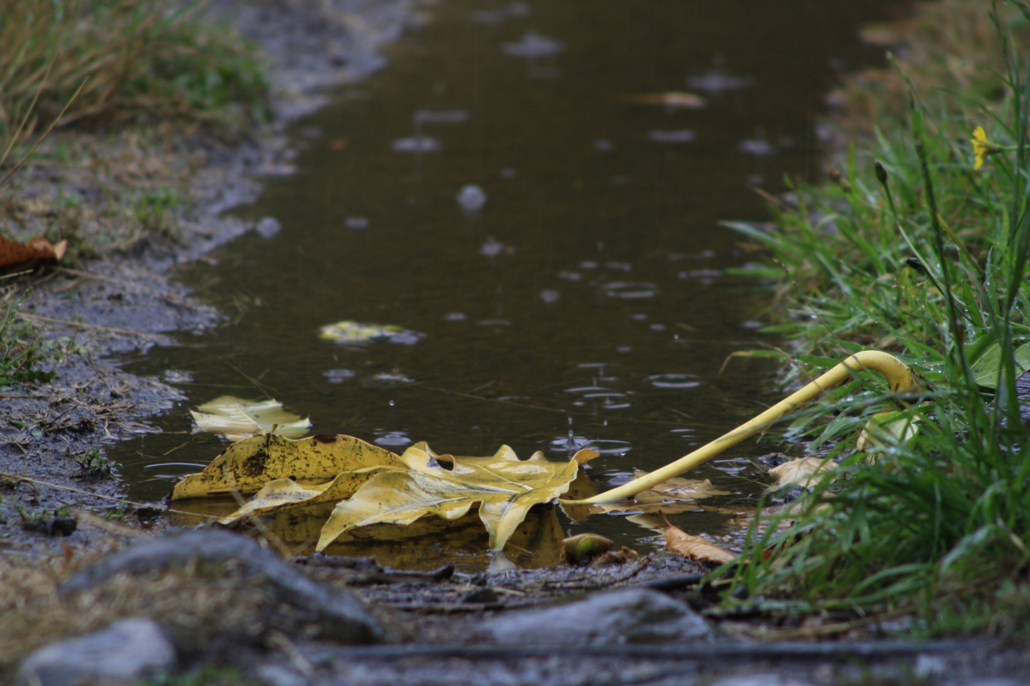 Canon EF 90-300mm F4.5-5.6 sample photo. Primeras lluvias photography