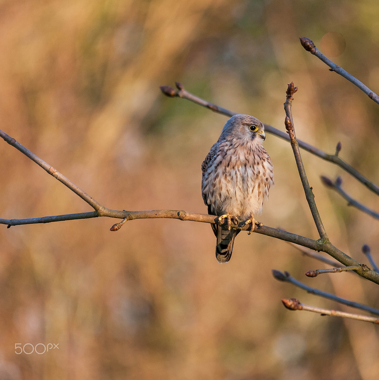 Sigma 150-500mm F5-6.3 DG OS HSM sample photo. Kestrel photography
