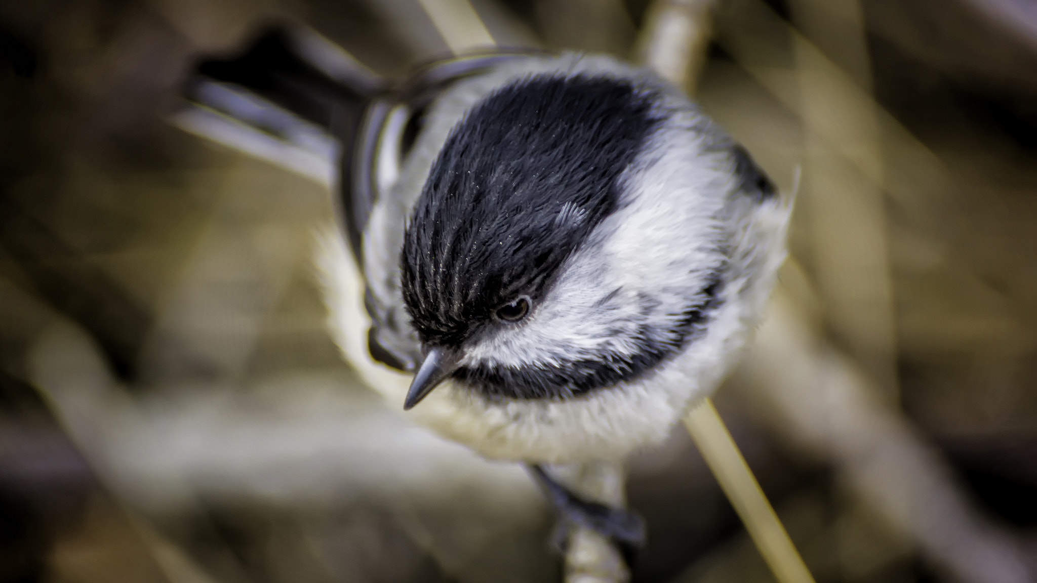 Sony DT 55-300mm F4.5-5.6 SAM sample photo. Bird photography