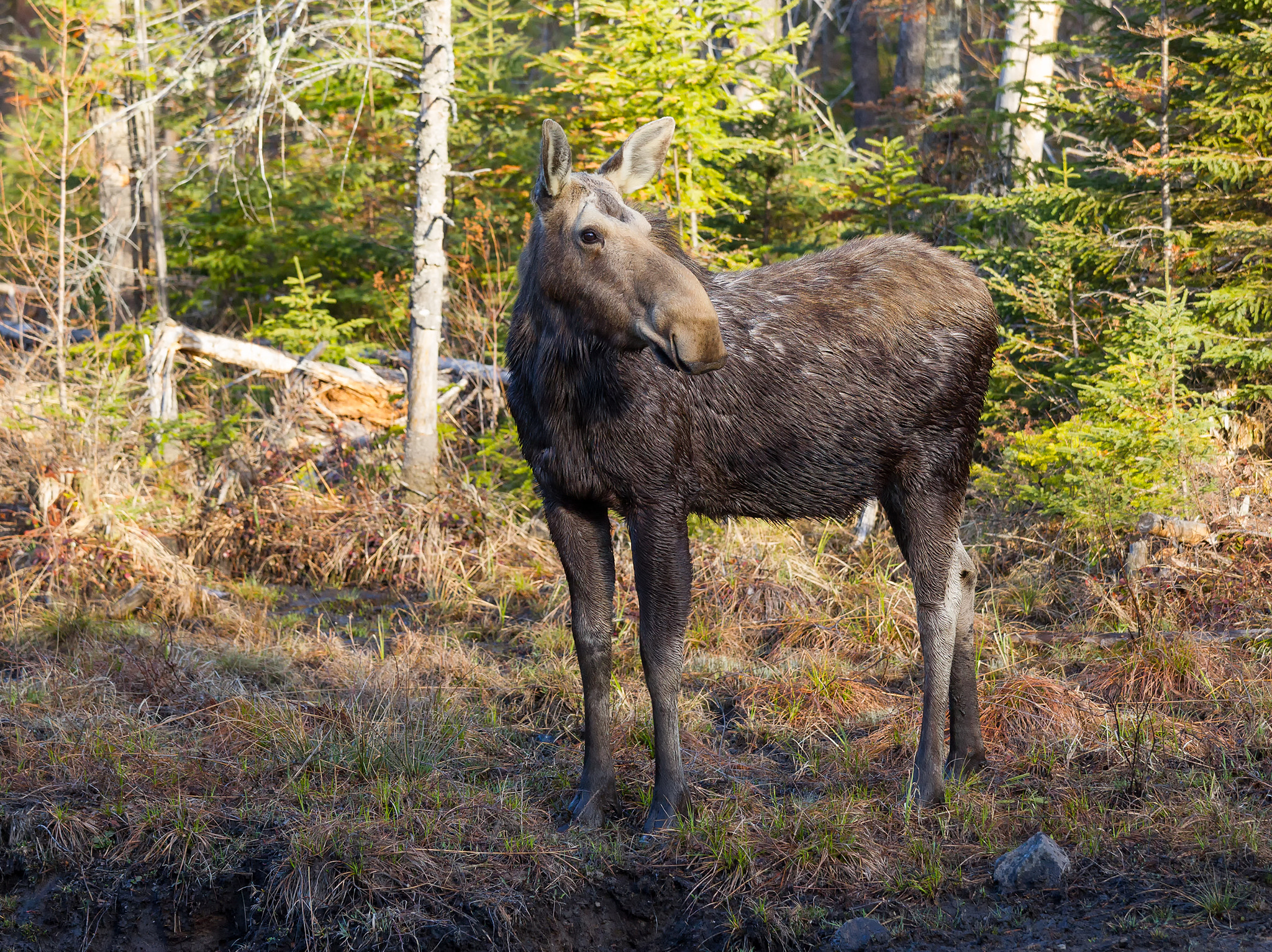 Canon EOS-1D Mark IV sample photo. Moose photography