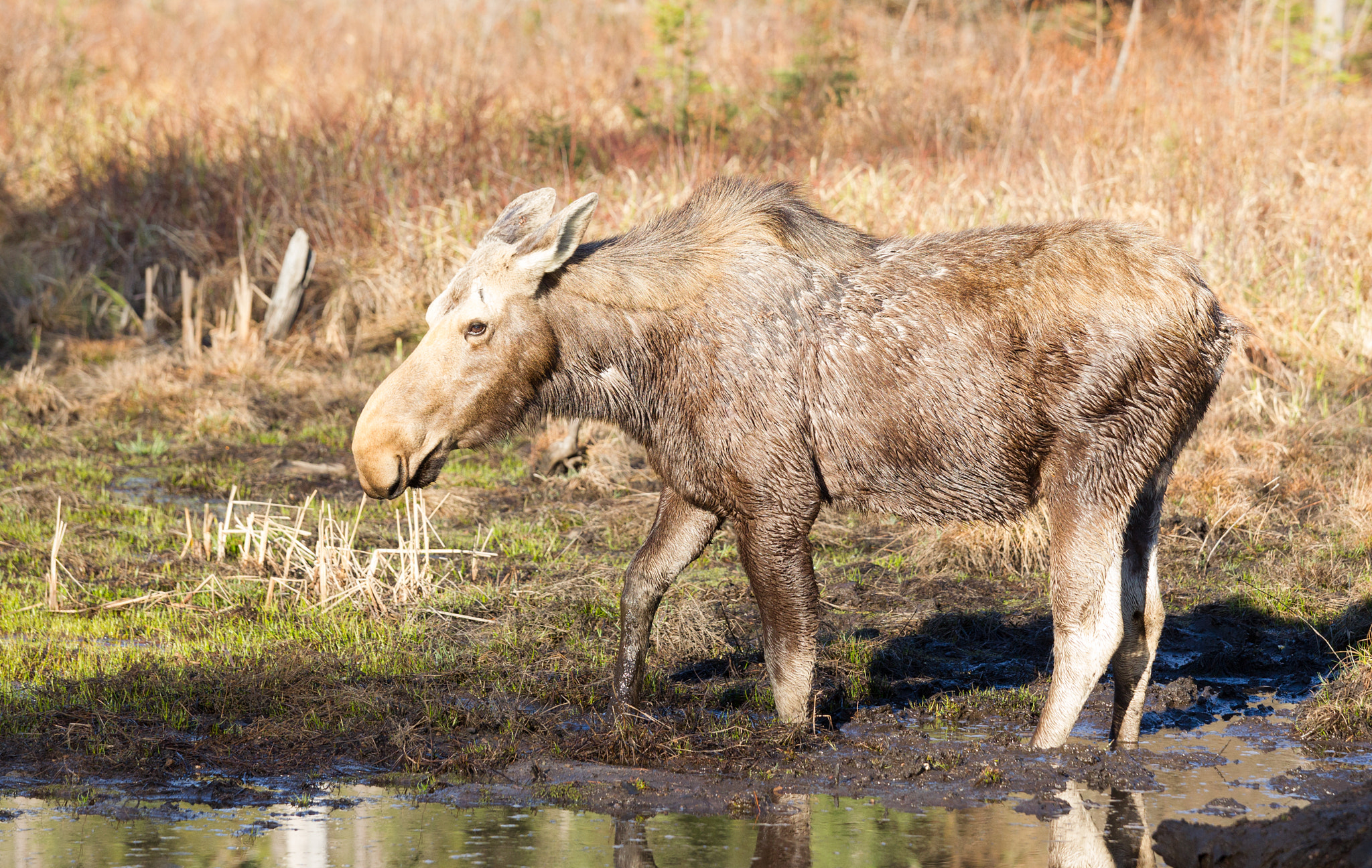 Canon EOS-1D Mark IV sample photo. Moose photography