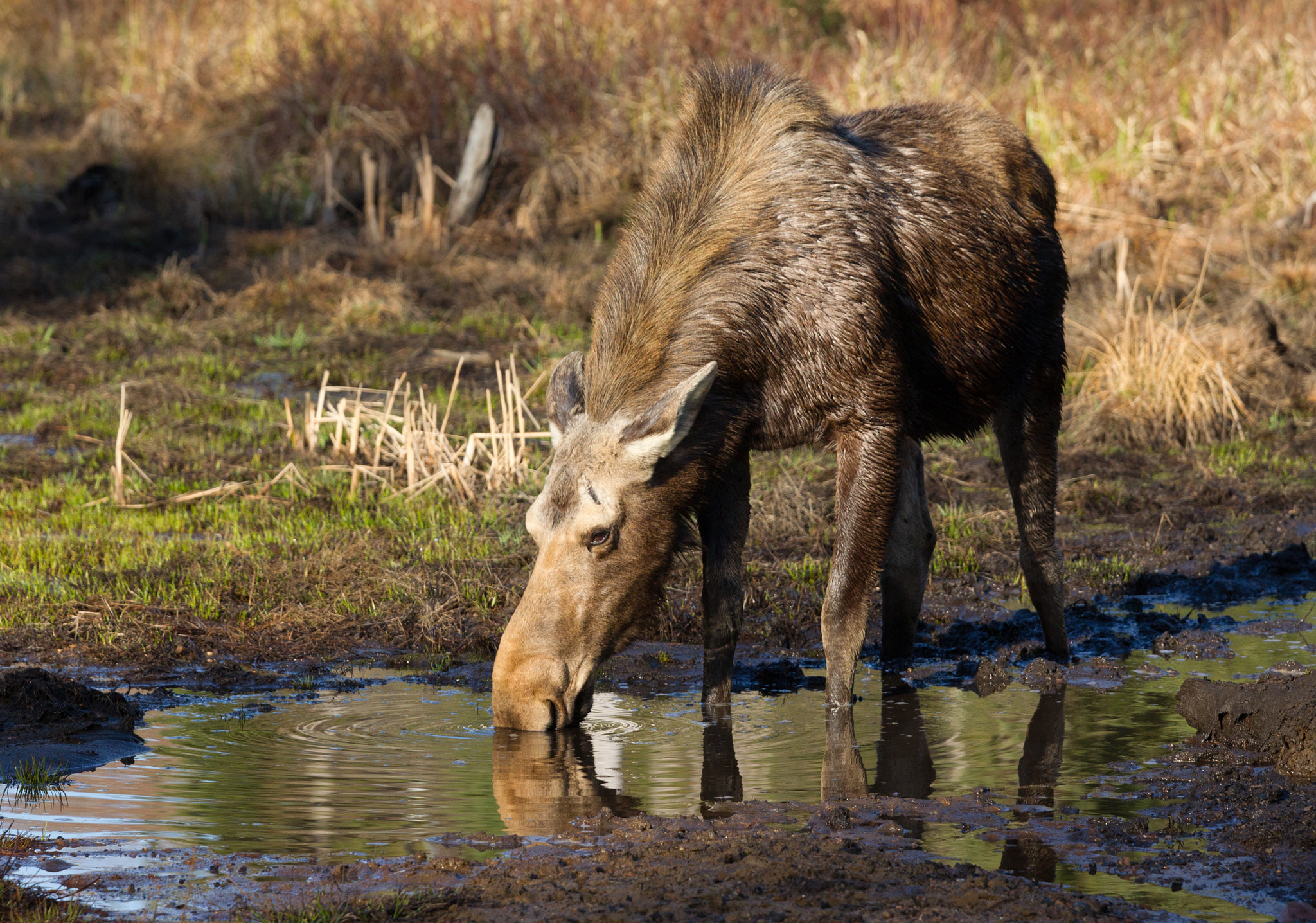 Canon EOS-1D Mark IV sample photo. Moose photography