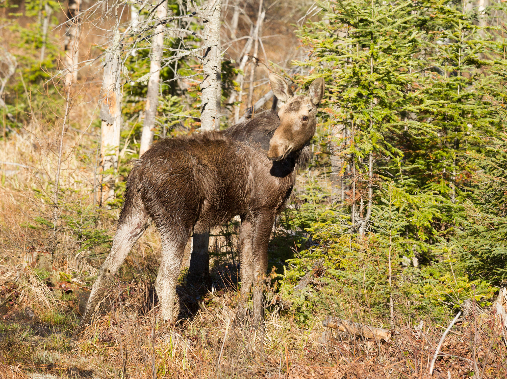 Canon EOS-1D Mark IV + Canon EF 70-200mm F4L IS USM sample photo. Moose calf photography