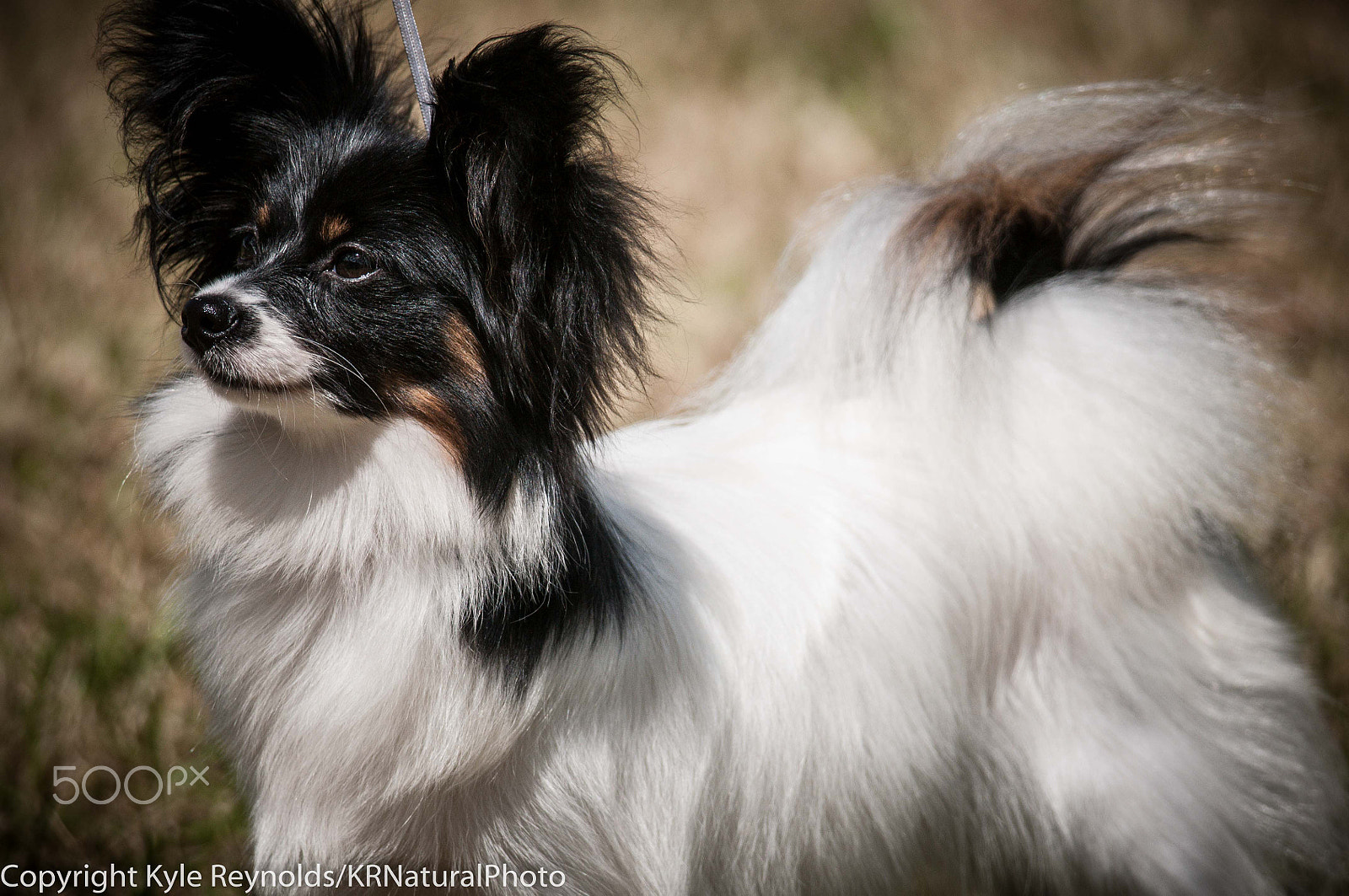 Nikon D300S + Nikon AF-S Nikkor 300mm F4D ED-IF sample photo. Papillon at the show photography