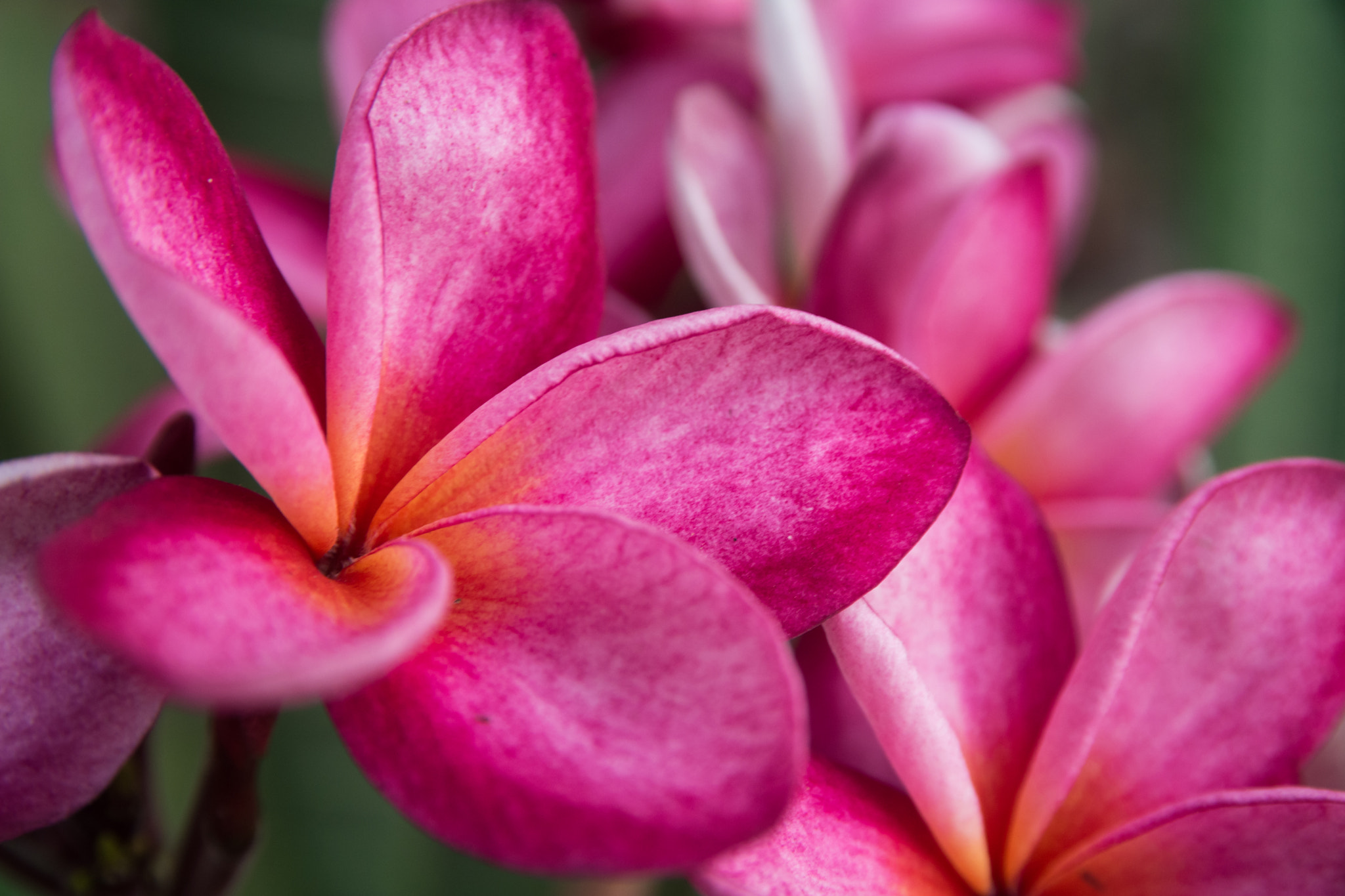 Nikon D5200 + Sigma 17-70mm F2.8-4 DC Macro OS HSM | C sample photo. Pink flower. photography