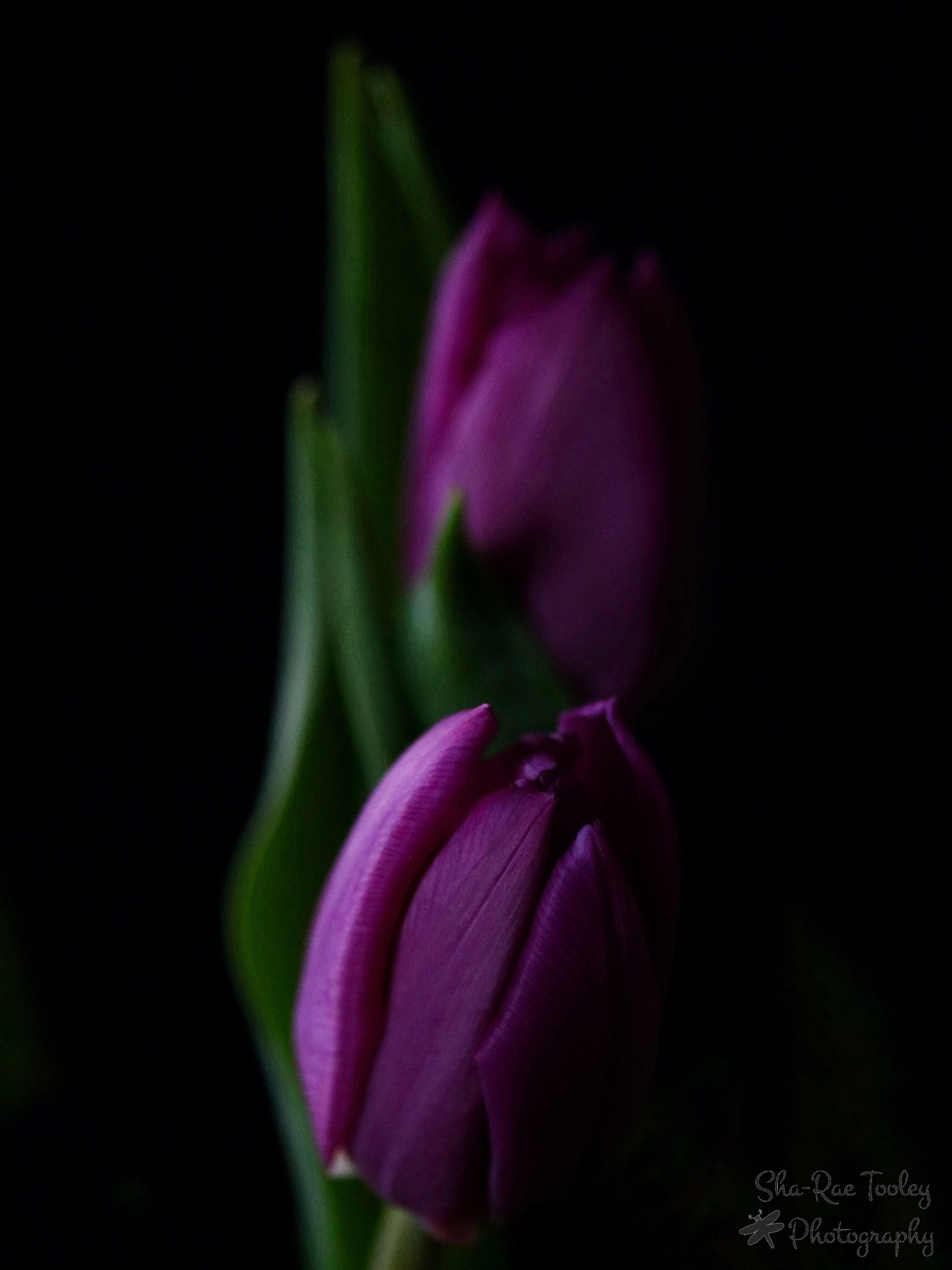 Canon EF-S 60mm F2.8 Macro USM sample photo. Tulips photography
