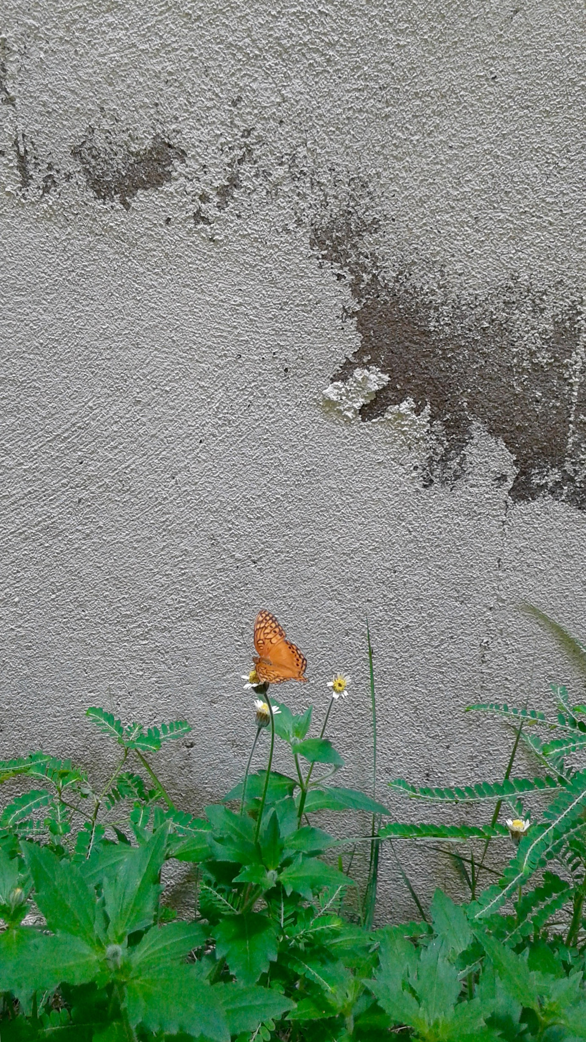 Samsung Galaxy S3 Slim sample photo. Vida photography