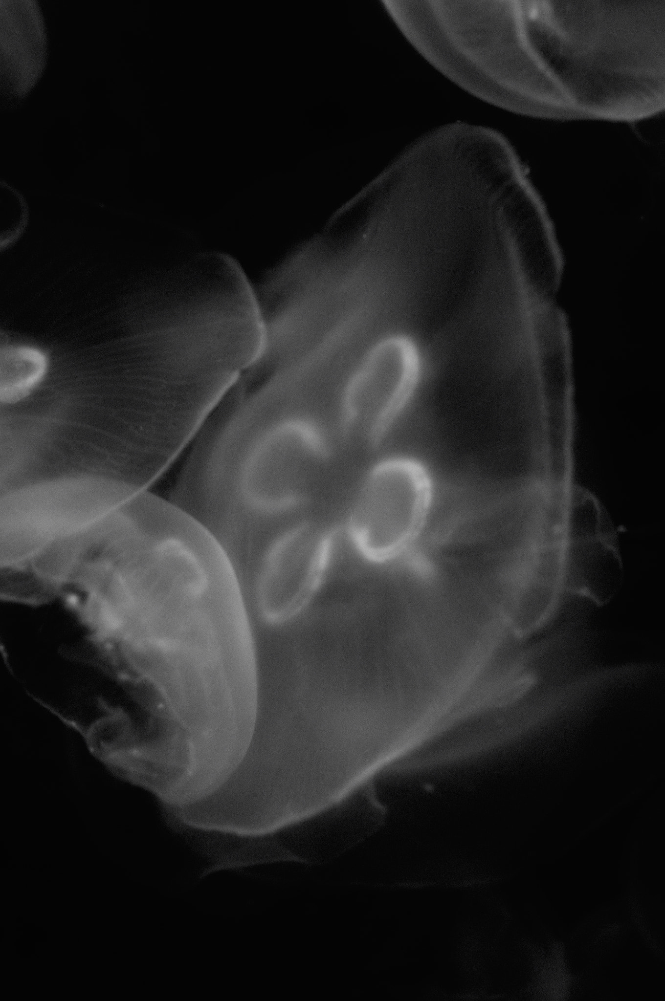 Nikon D300S + Nikon AF Nikkor 35mm F2D sample photo. Jellyfish photography