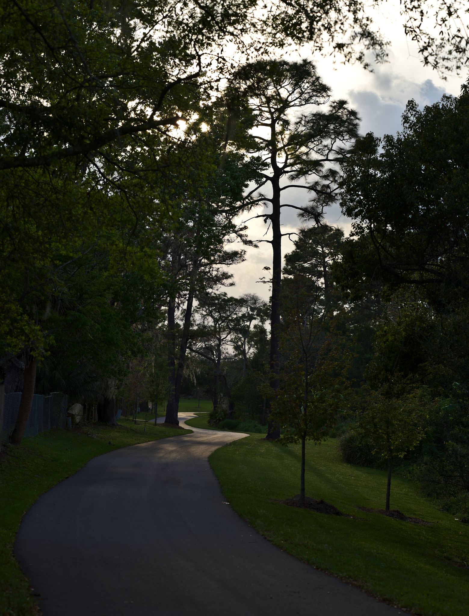 ZEISS Otus 85mm F1.4 sample photo. Evening path photography