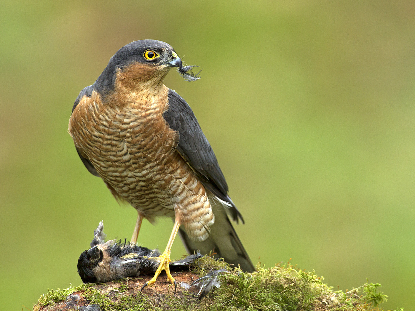 Canon EF 600mm f/4L IS sample photo. Sparrow hawk with bullfinch photography