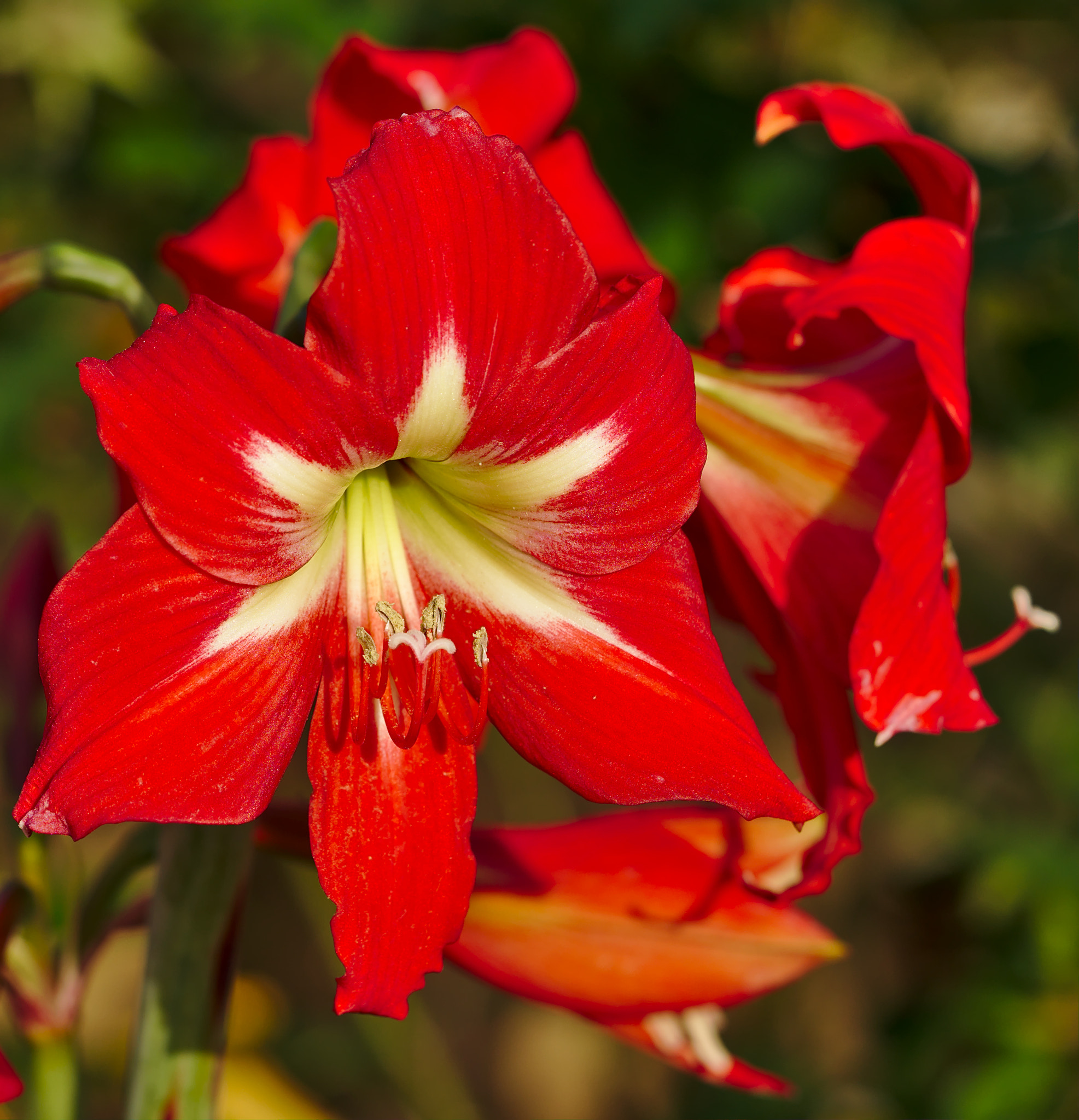 ZEISS Otus 85mm F1.4 sample photo. Amaryllis photography