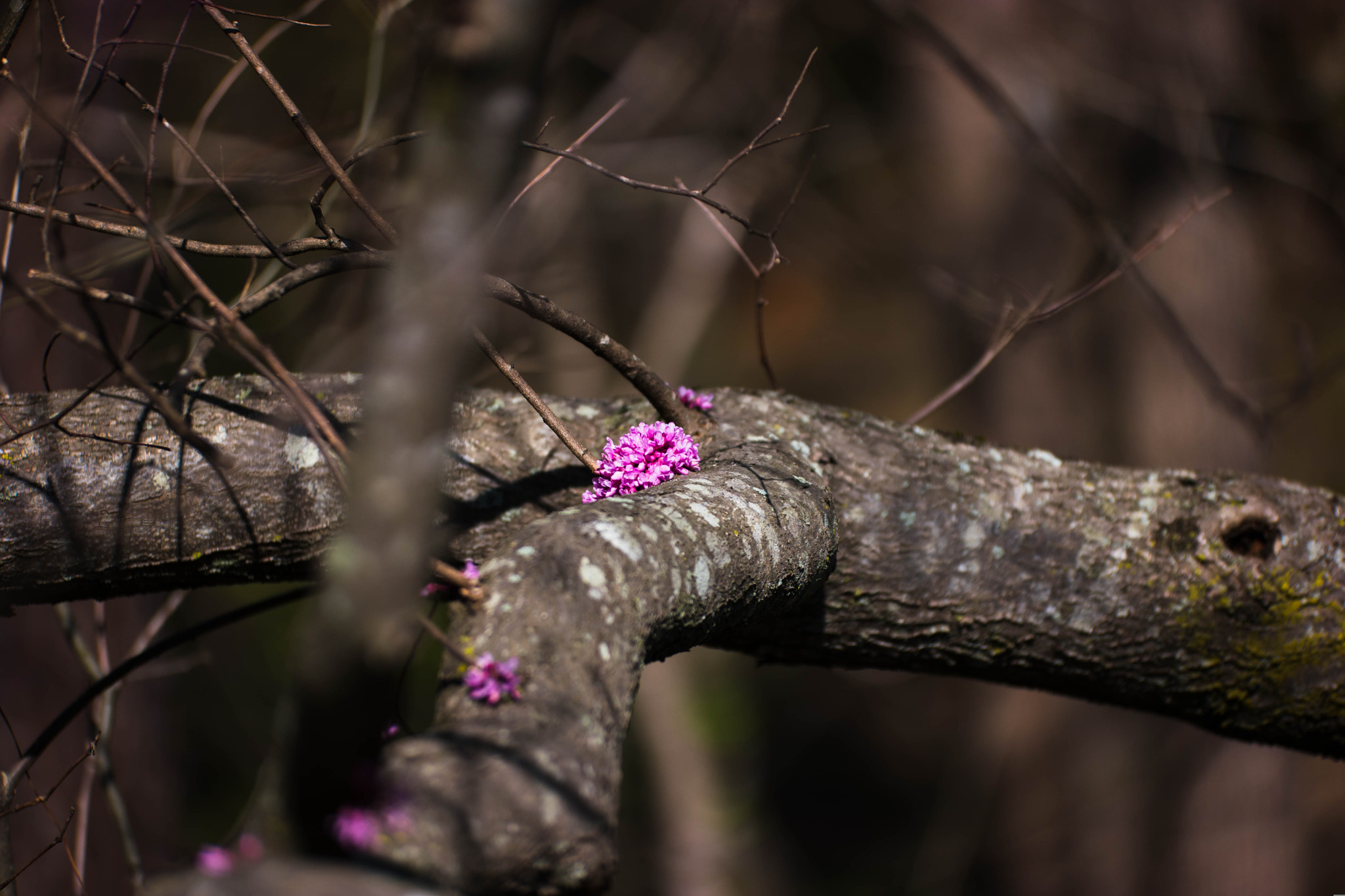 NX 50-150mm F2.8 S sample photo. Tree photography