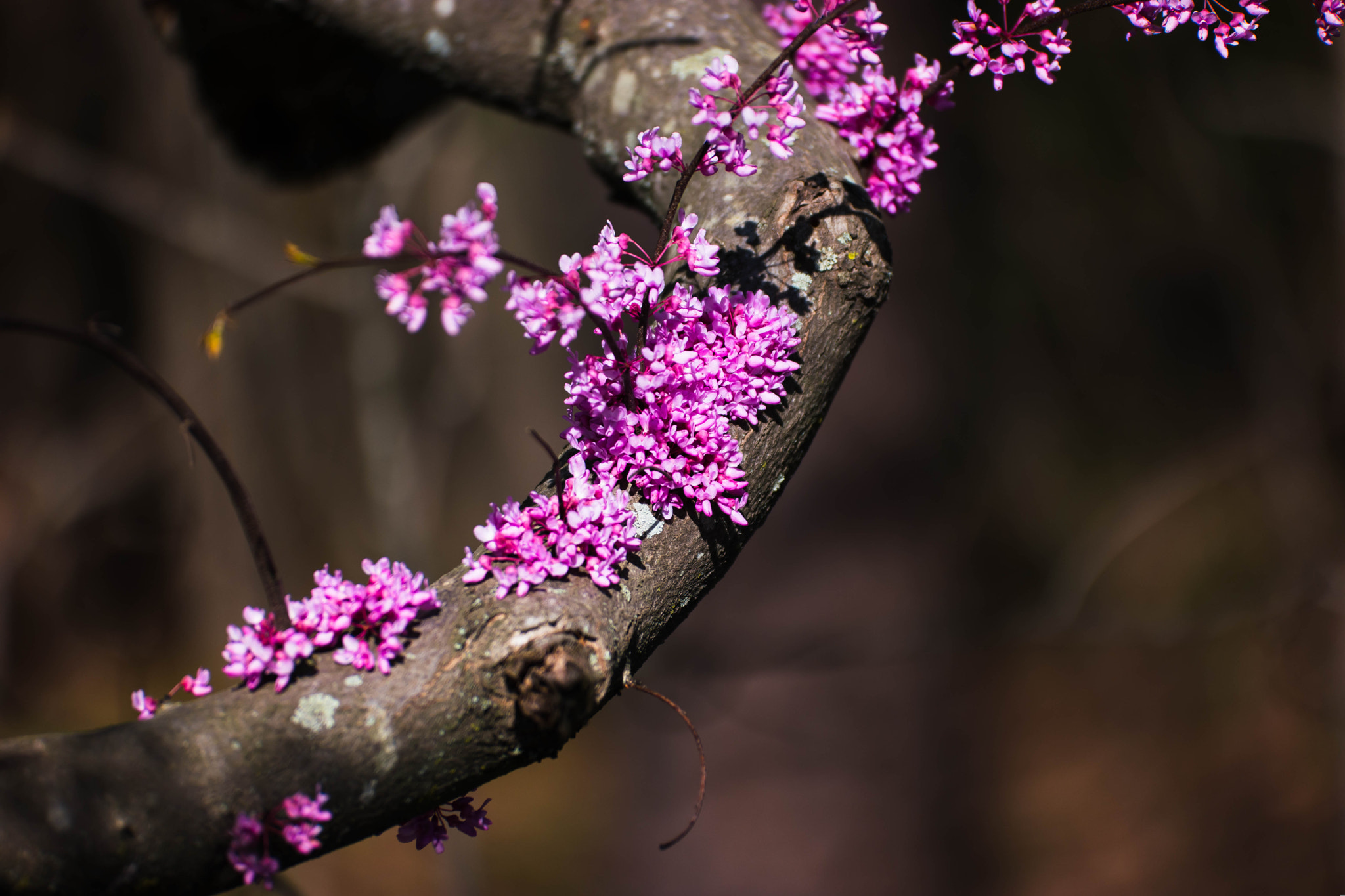 NX 50-150mm F2.8 S sample photo. Tree photography