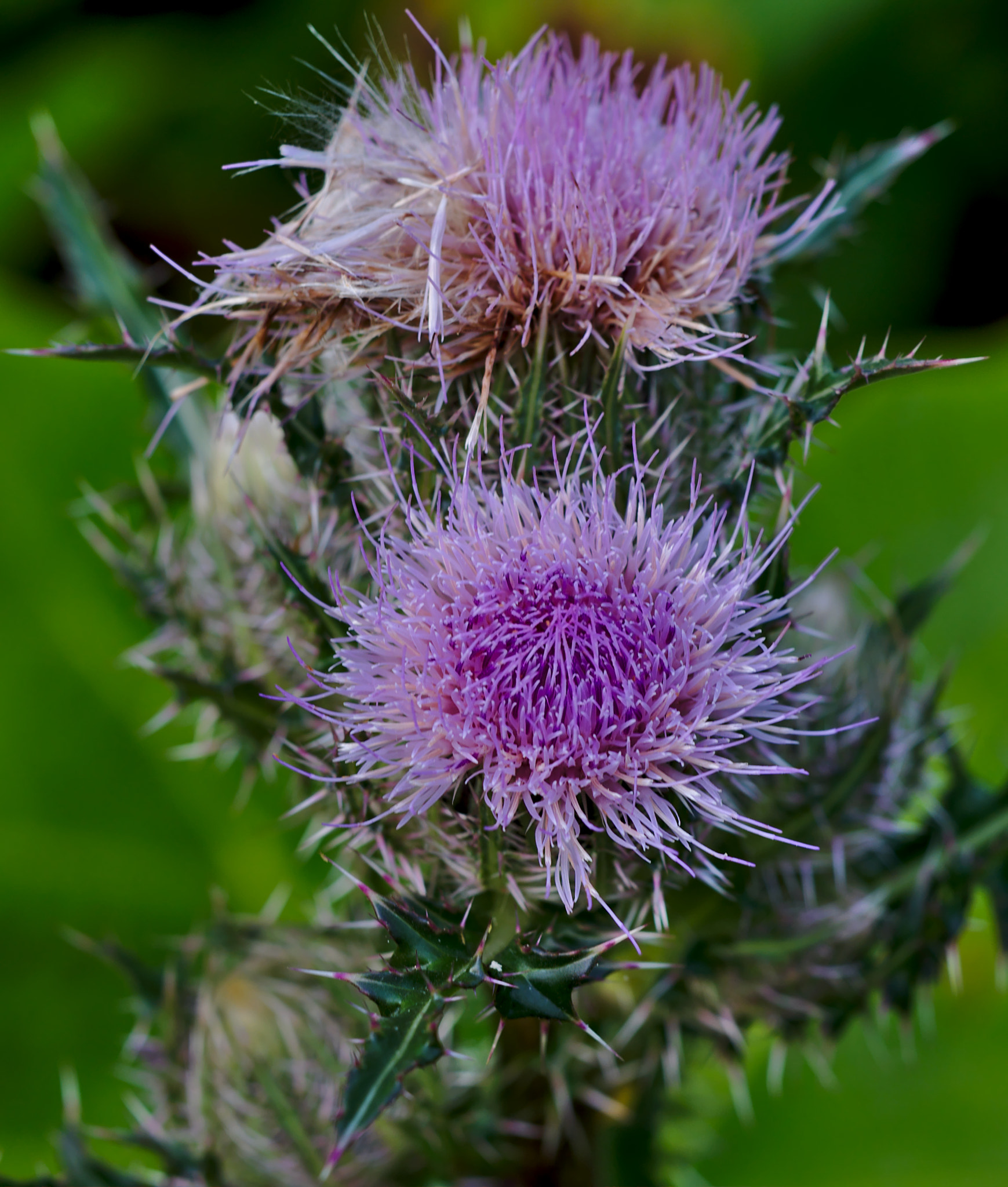 ZEISS Otus 85mm F1.4 sample photo. Plume thistles or circium photography