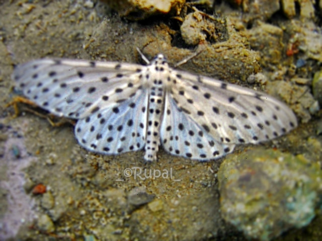 Sony DSC-P93 sample photo. Polkadot fancy butterfly photography
