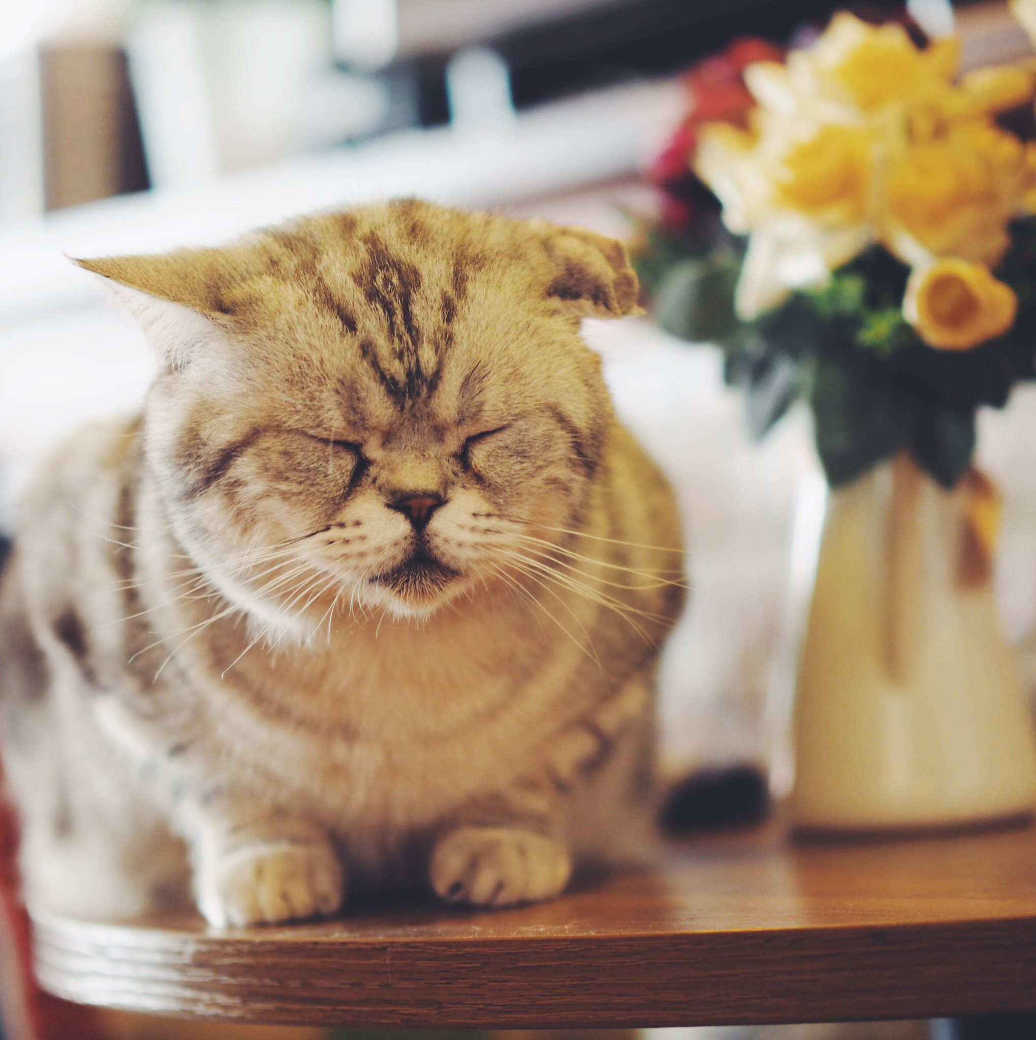Panasonic Leica DG Nocticron 42.5mm F1.2 ASPH OIS sample photo. Sleepy cat photography