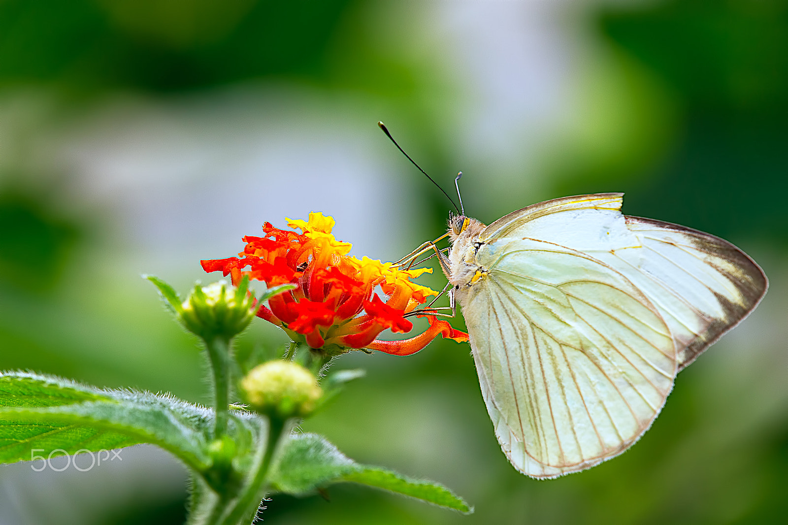 Tamron SP AF 180mm F3.5 Di LD (IF) Macro sample photo. Mariposa photography
