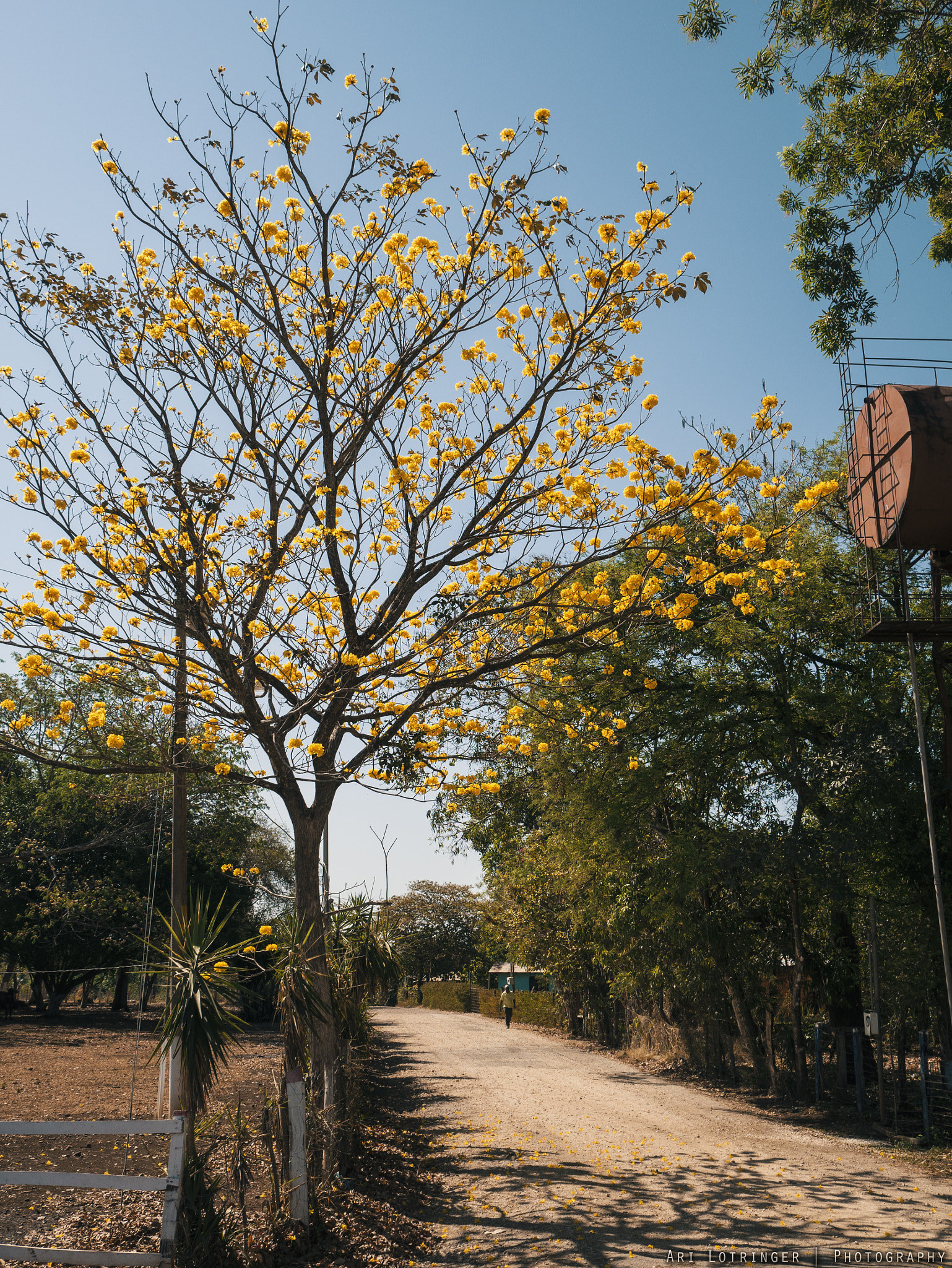 Panasonic Lumix DMC-G7 + Olympus M.Zuiko Digital 17mm F1.8 sample photo. Corteza amarilla tree on the road... photography