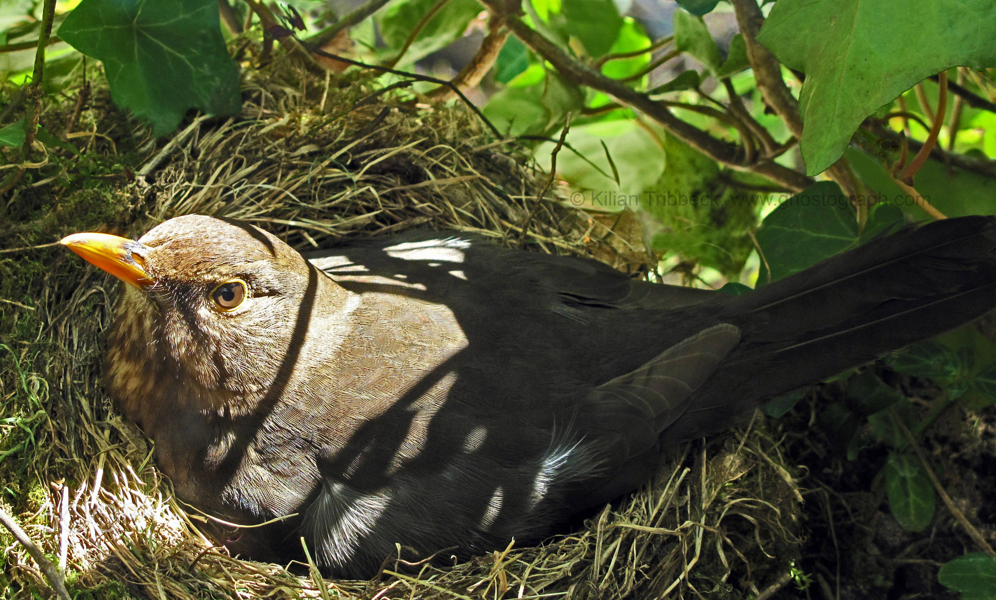 Eyes so clear Baby got brown eyes_Closeup of breeding common blackbird by ghostograph com_fin_