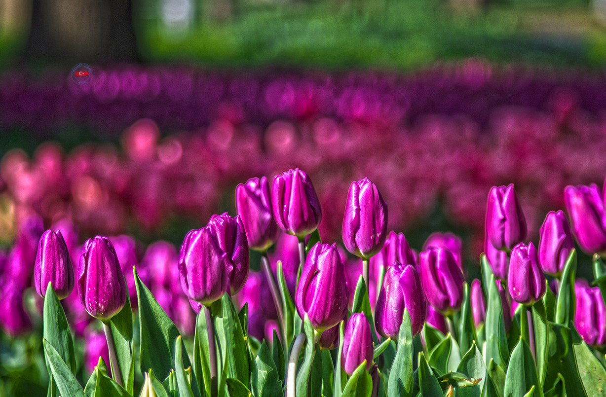 smc PENTAX-FA 100-300mm F4.7-5.8 sample photo. Tulip beauties. photography