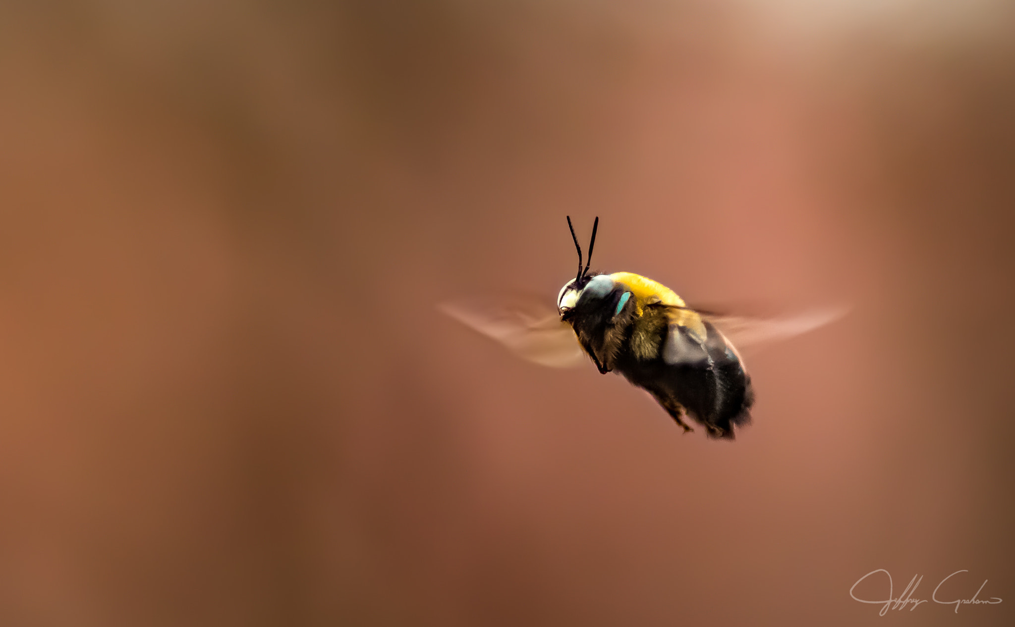 Canon EOS 7D Mark II + Canon EF 135mm F2L USM sample photo. Bees and bokeh photography