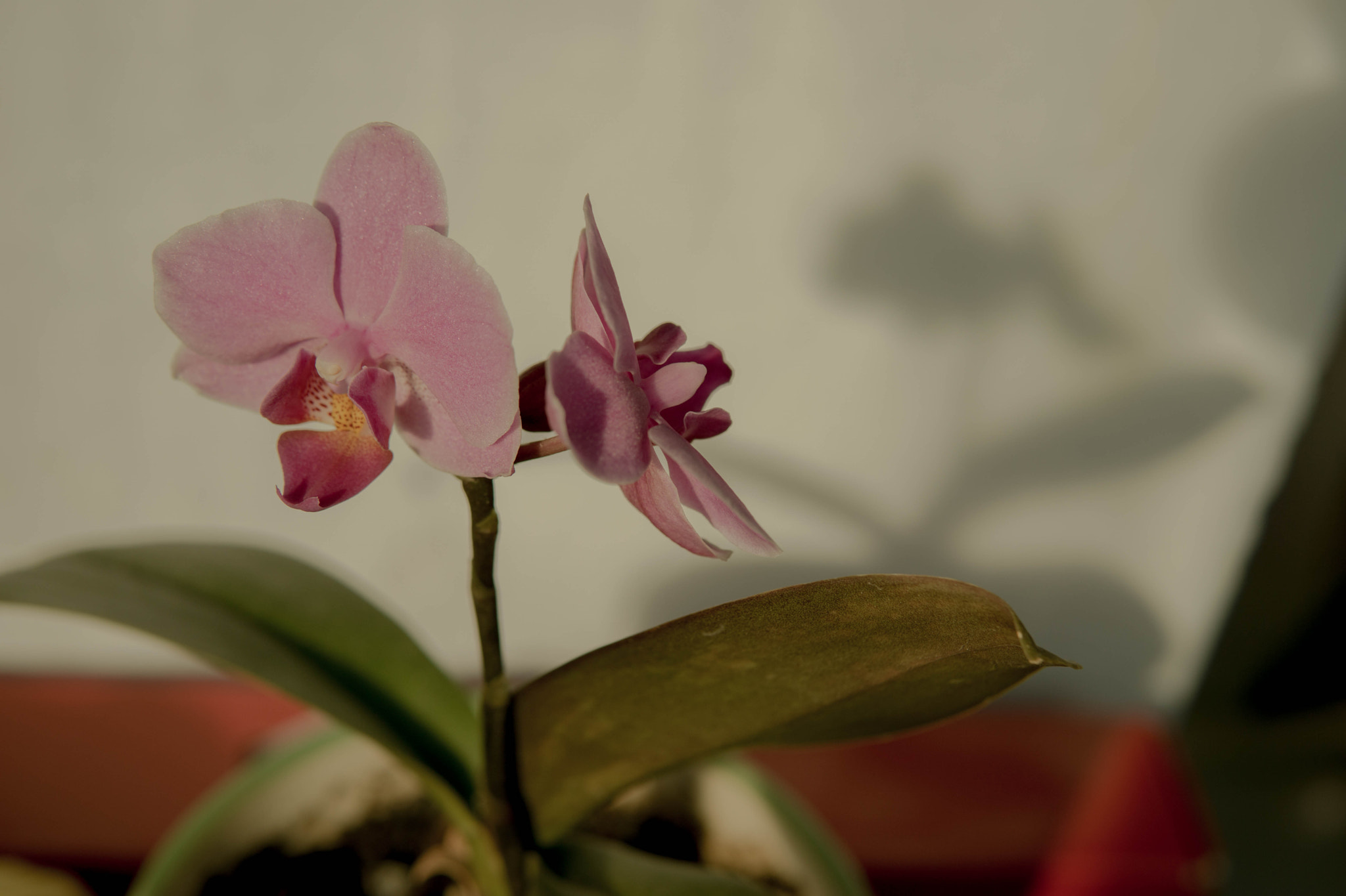 Sony a6000 + E 30mm F1.4 sample photo. Phalaenopsis amabilis photography