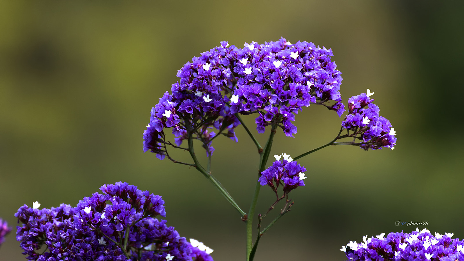 Tamron SP 35mm F1.8 Di VC USD sample photo. Baron edmond de rothschild photography