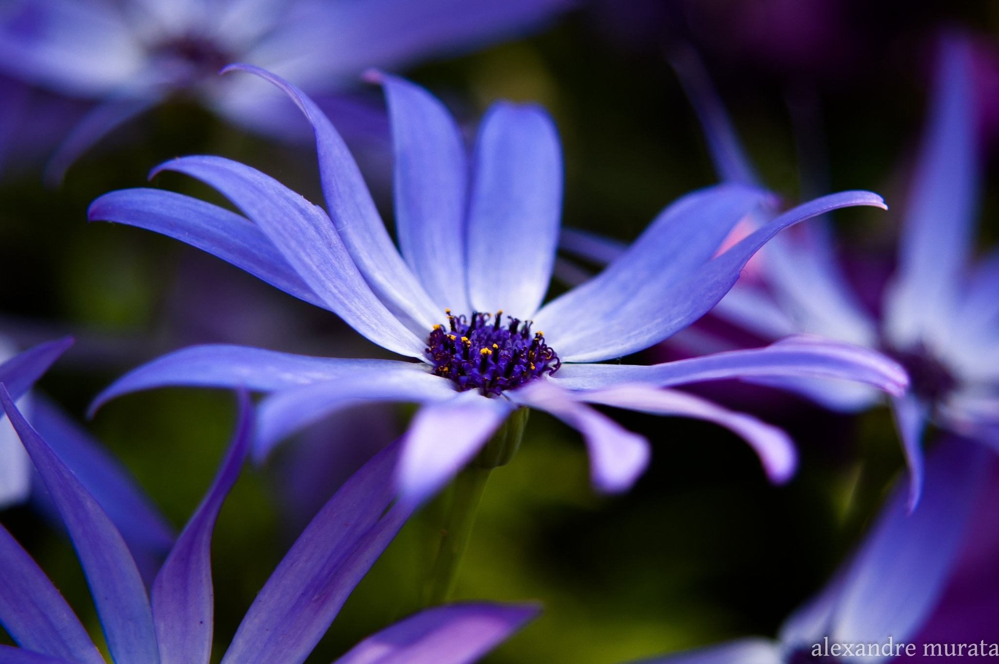 AF Zoom-Nikkor 28-80mm f/3.5-5.6D sample photo. Blue daisy photography