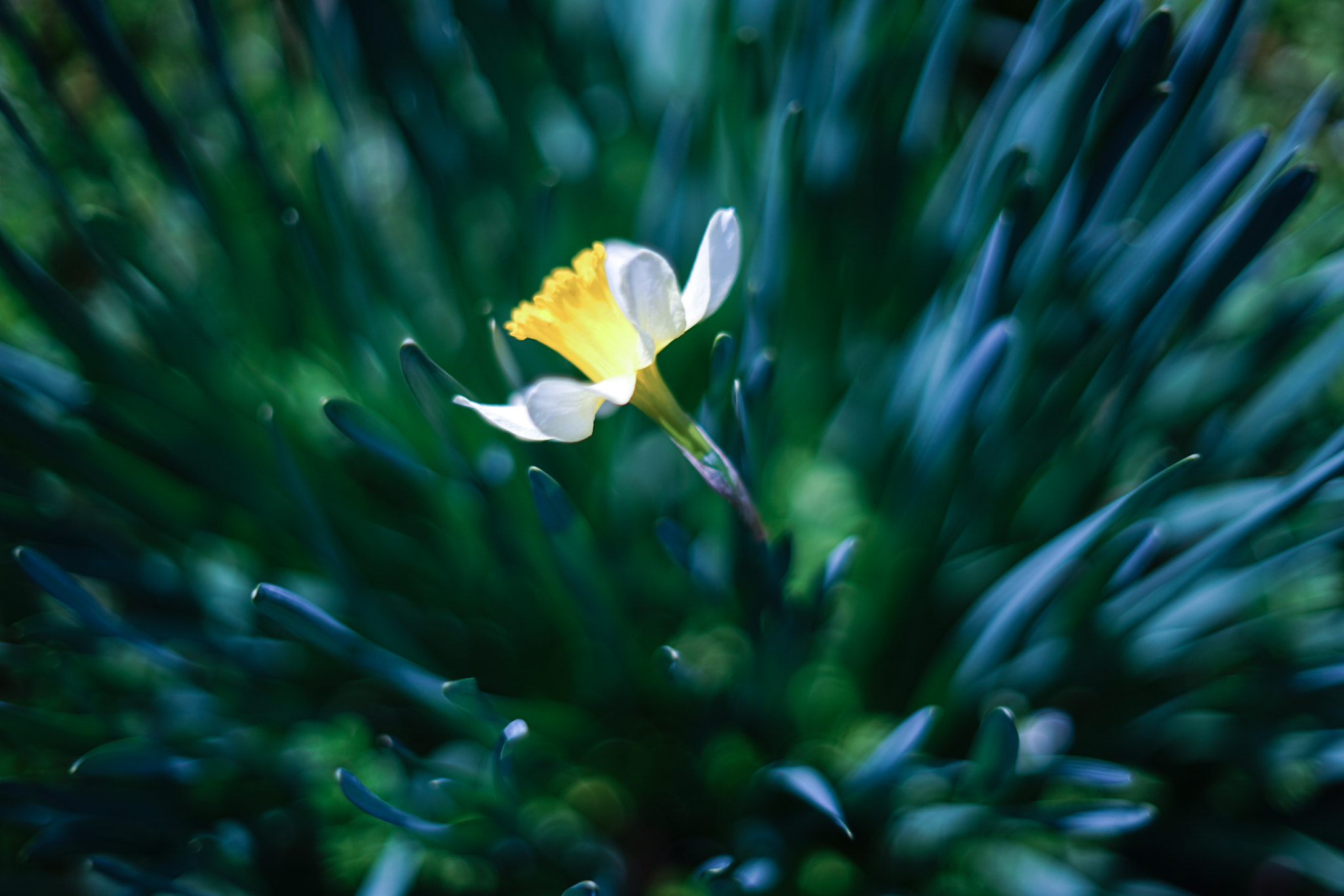 Minolta AF 50mm F1.4 [New] sample photo. 喇叭水仙（wild daffodil） photography