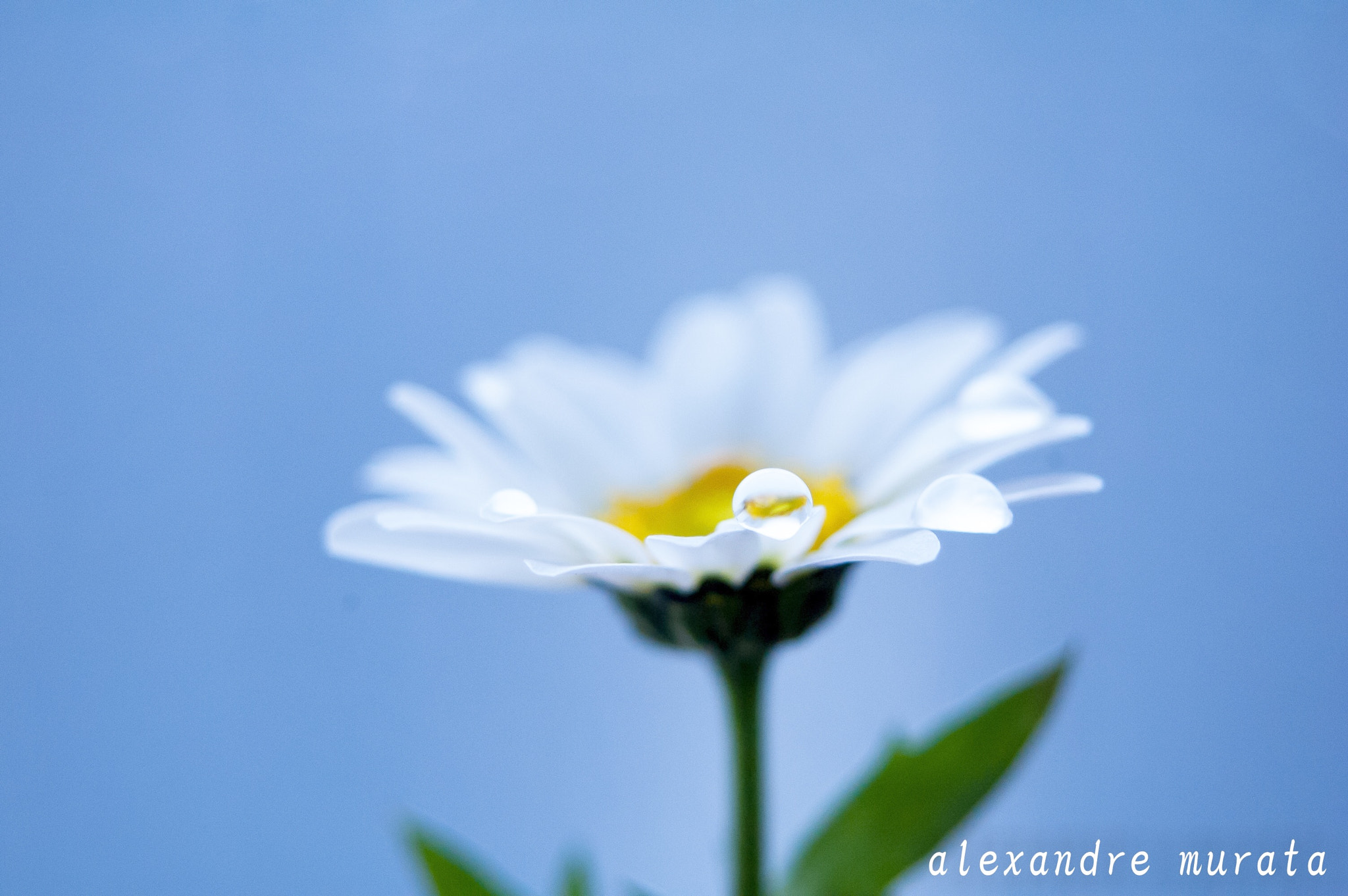 Nikon D50 sample photo. Daisy photography
