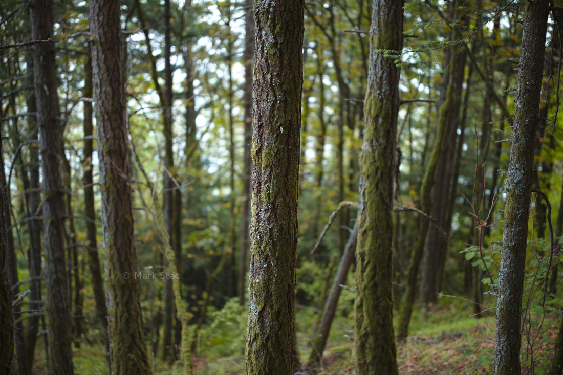 ZEISS Otus 55mm F1.4 sample photo. Trees photography