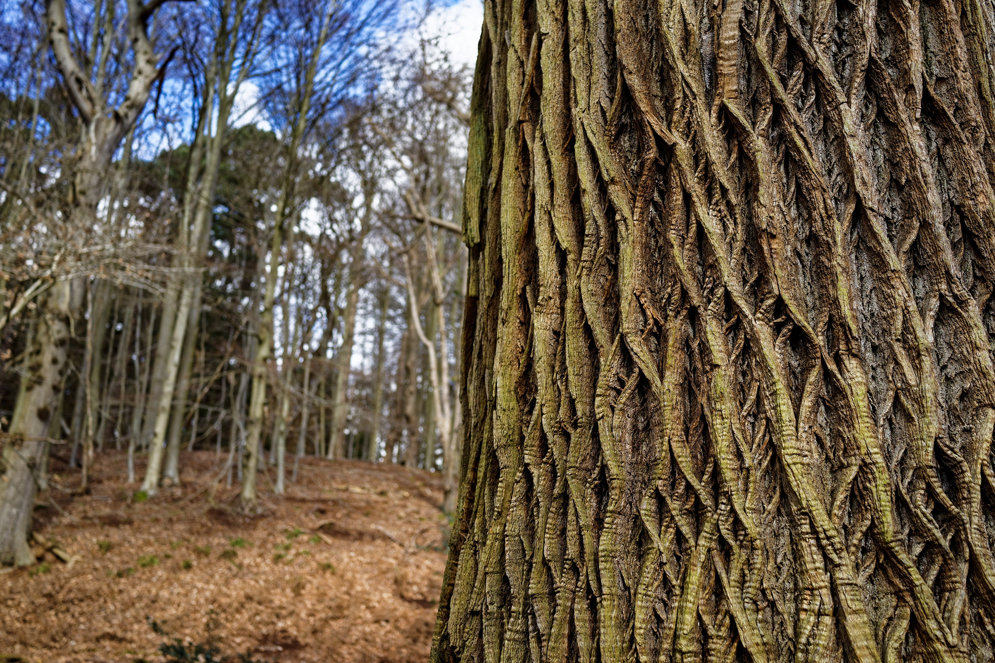 Sony Cyber-shot DSC-RX1R sample photo. To the left of sweet ( chestnut) . photography