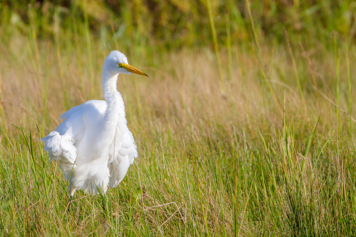 Canon EF 200-400mm F4L IS USM Extender 1.4x sample photo. Great egret photography