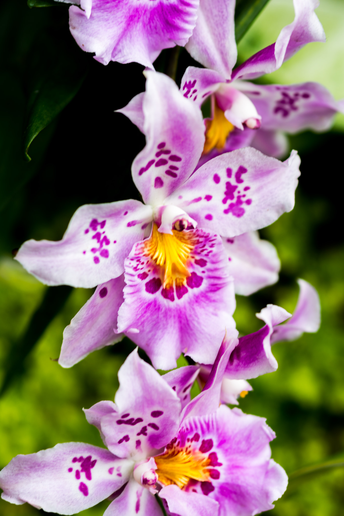 Nikon D7100 + Sigma 105mm F2.8 EX DG Macro sample photo. Flowers photography