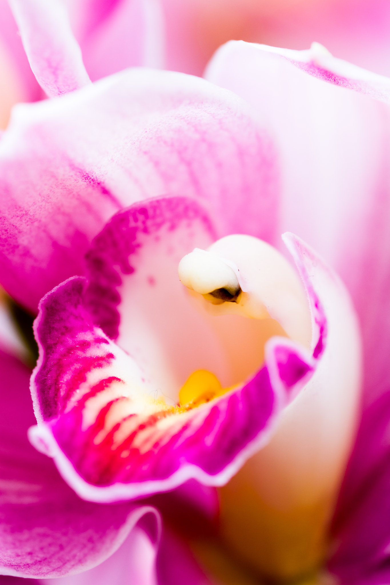 Nikon D7100 + Sigma 105mm F2.8 EX DG Macro sample photo. Flowers photography