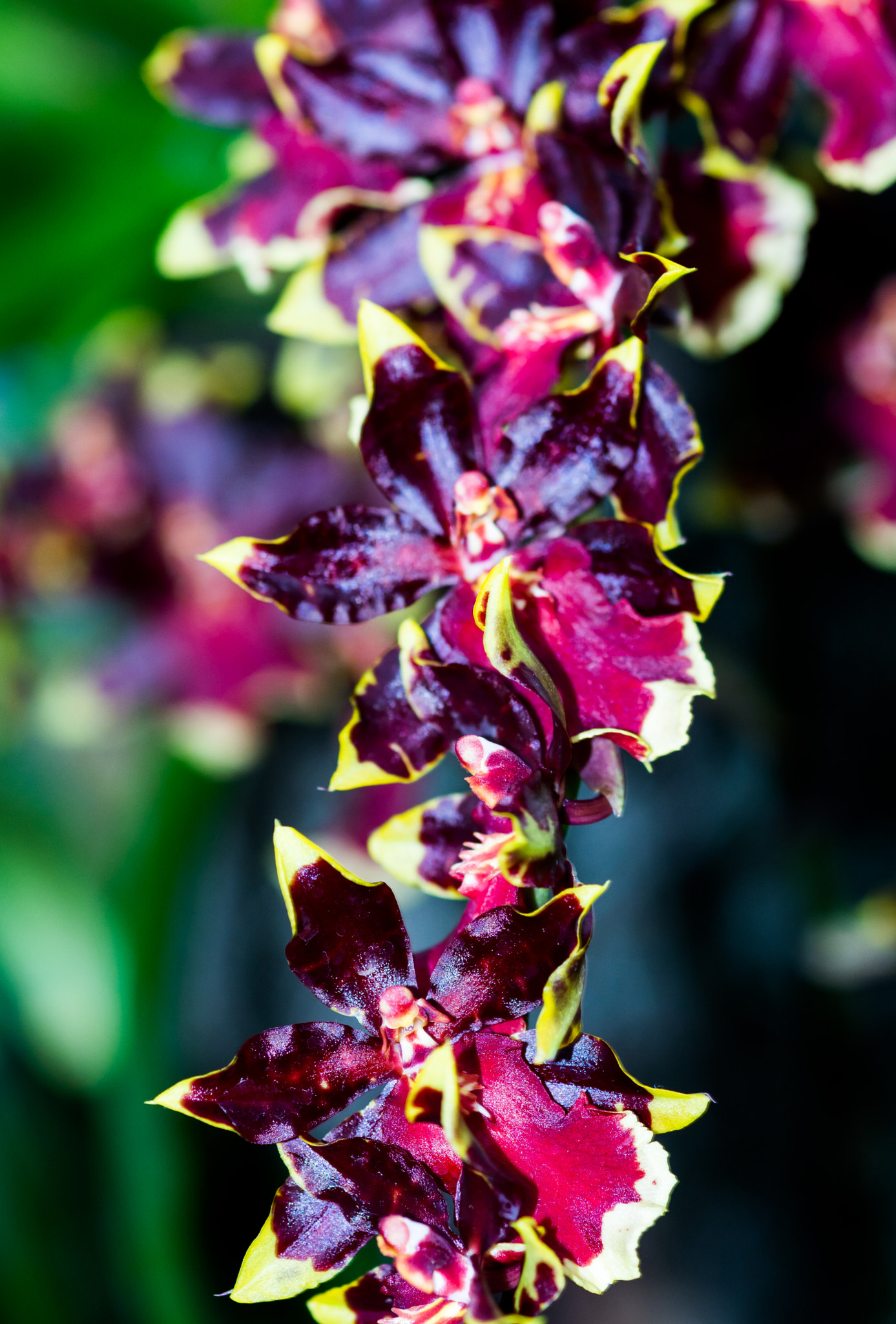 Nikon D7100 + Sigma 105mm F2.8 EX DG Macro sample photo. Flowers photography