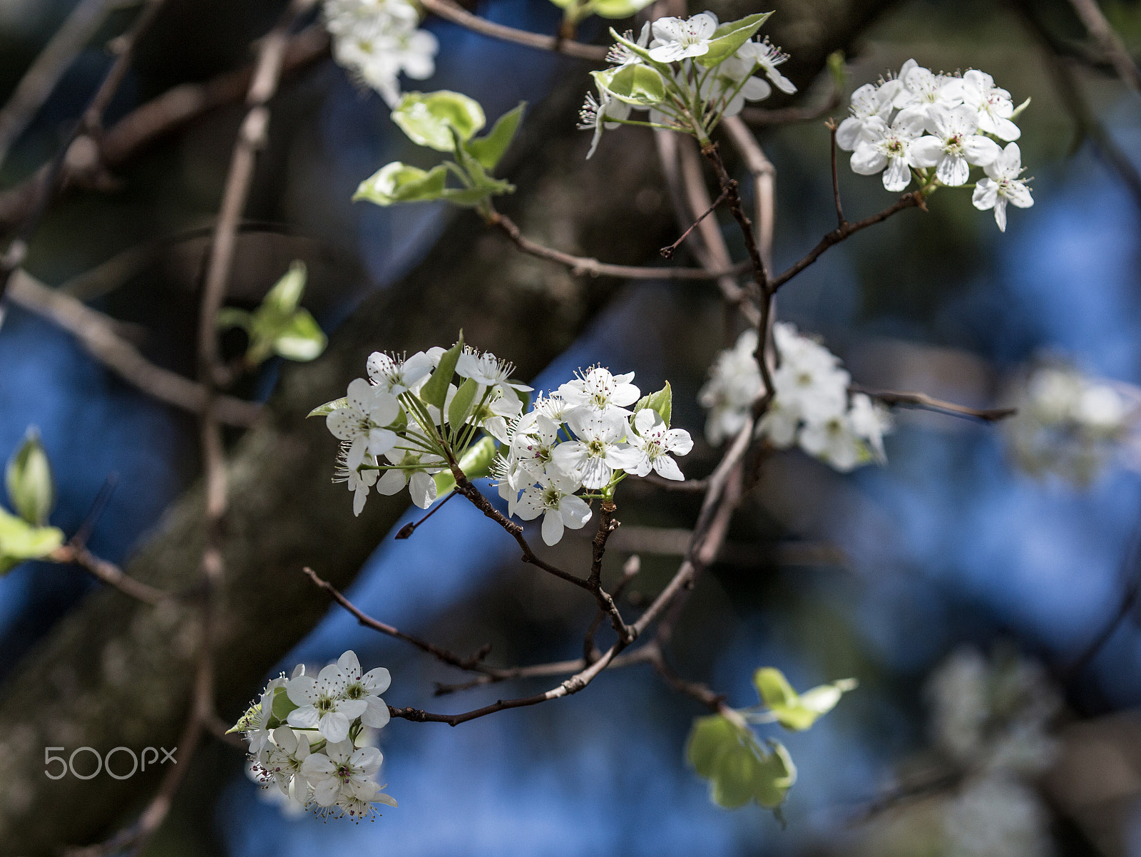 Canon EOS 100D (EOS Rebel SL1 / EOS Kiss X7) sample photo. Pear tree photography