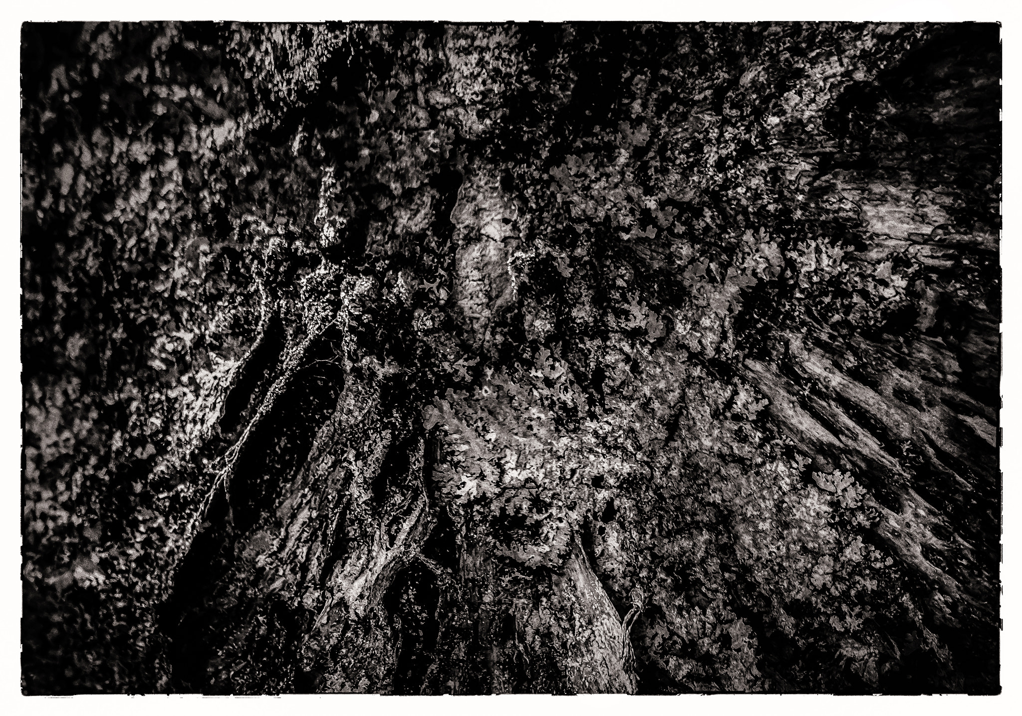 Canon EF 75-300mm F4.0-5.6 IS USM sample photo. Lichen on birch photography