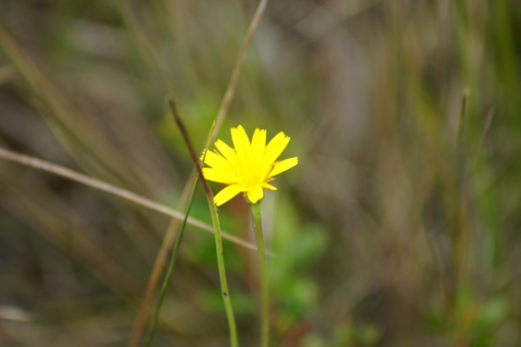 Sony 75-300mm F4.5-5.6 sample photo