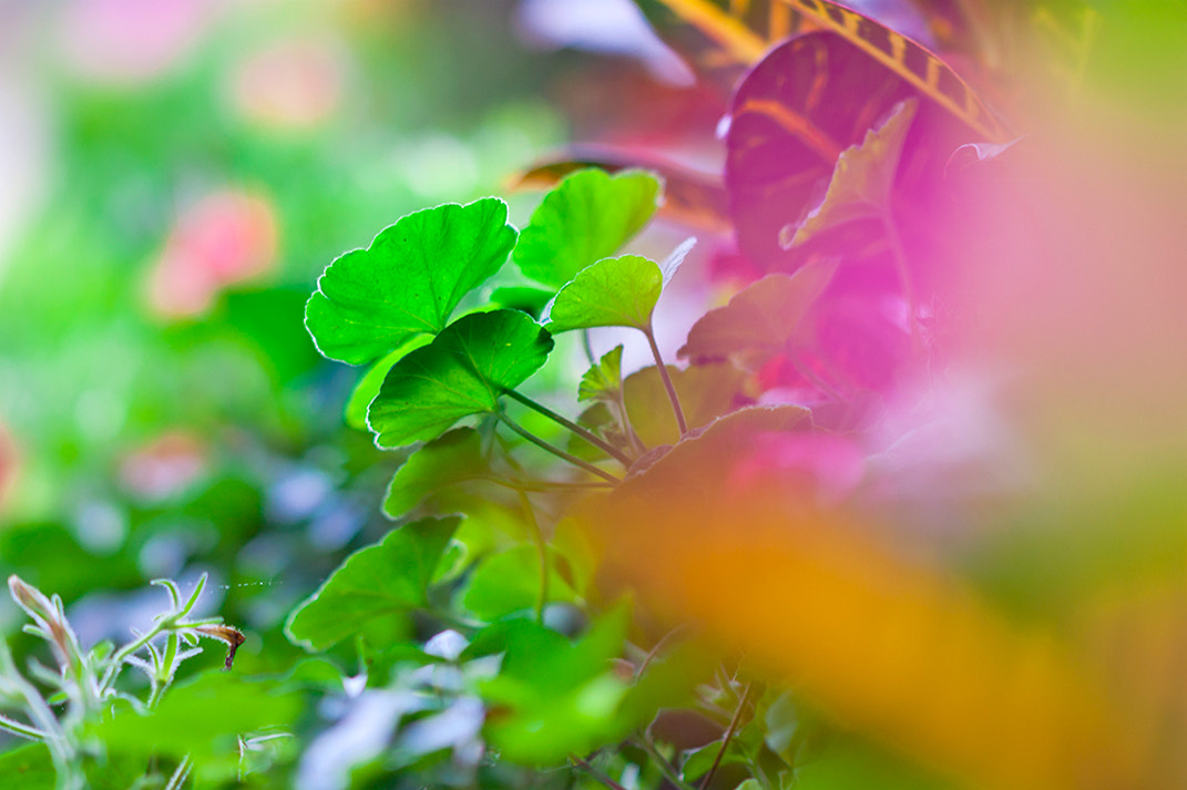 Sony Sonnar T* 135mm F1.8 ZA sample photo. In the spring photography