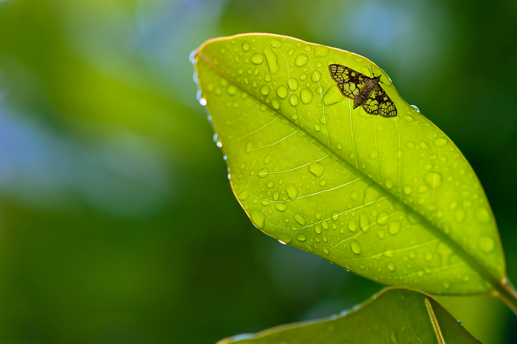 Sony Sonnar T* 135mm F1.8 ZA sample photo. After a storm comes a calm photography